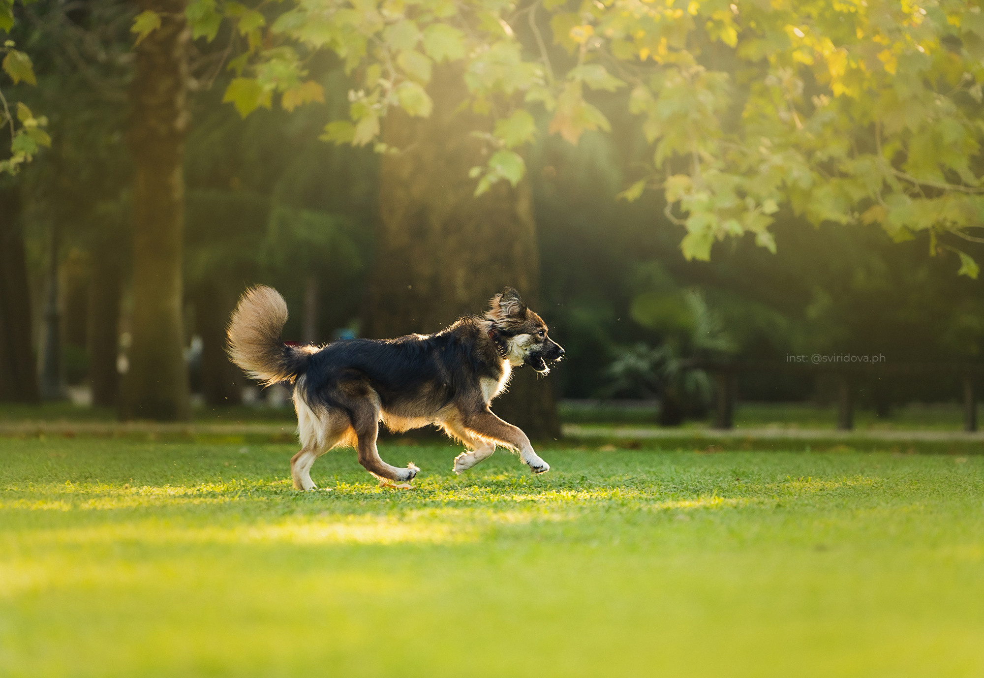Собакам ищут дом. Фотограф анималист в Москве и Санкт-Петербурге Свиридова Анна