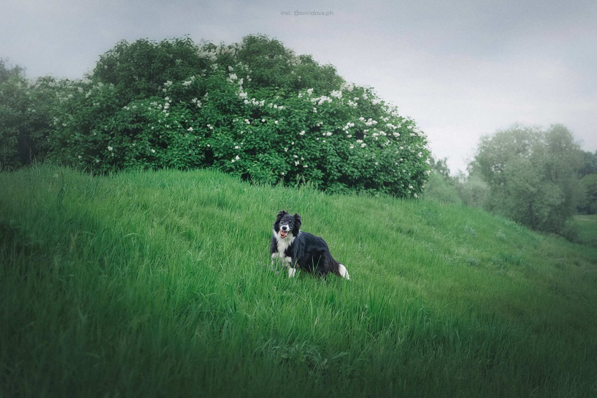 Вика и Веник. Фотограф анималист в Москве и Санкт-Петербурге Свиридова Анна