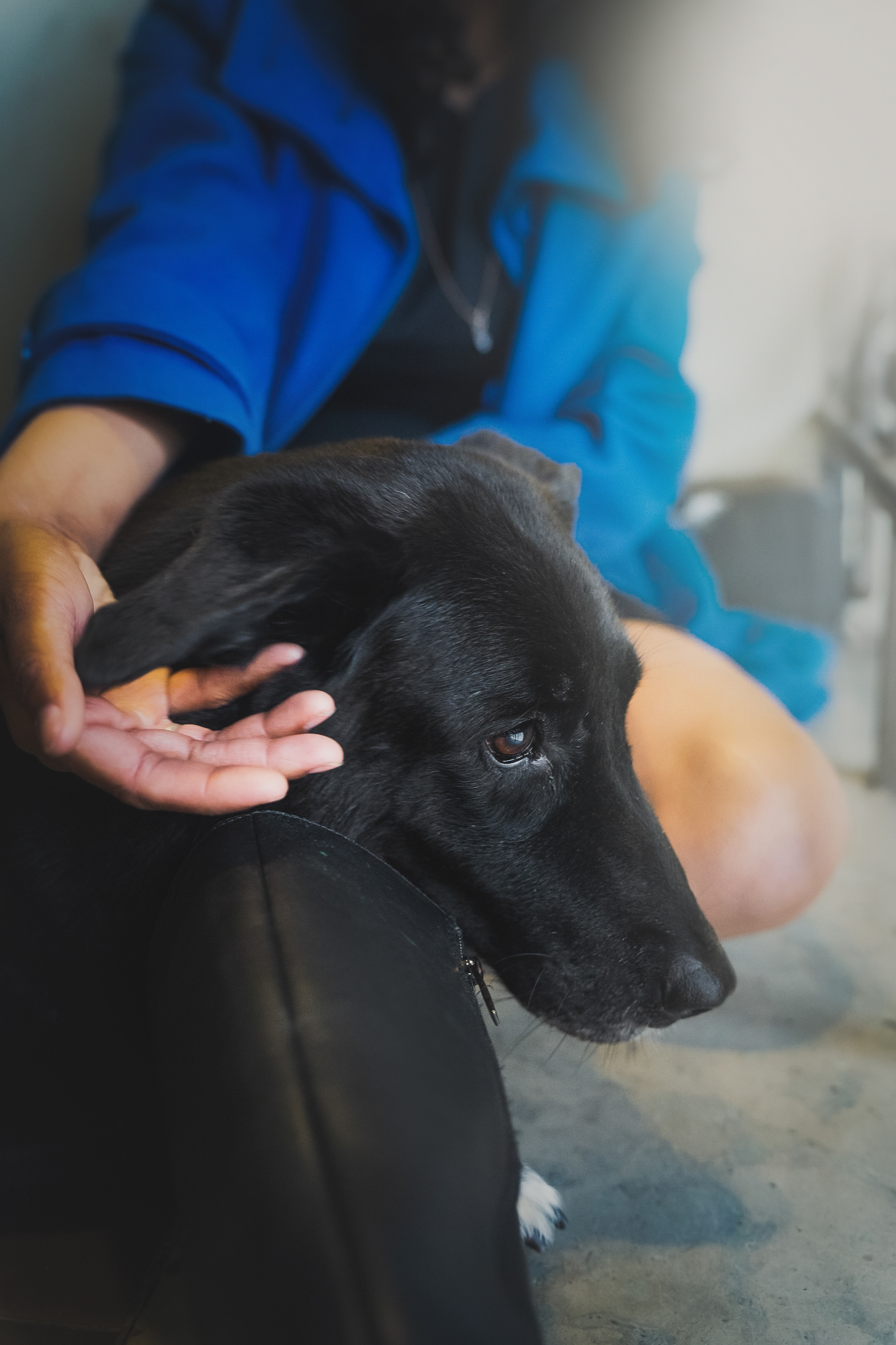 Вика и Чара. Фотограф анималист в Москве и Санкт-Петербурге Свиридова Анна