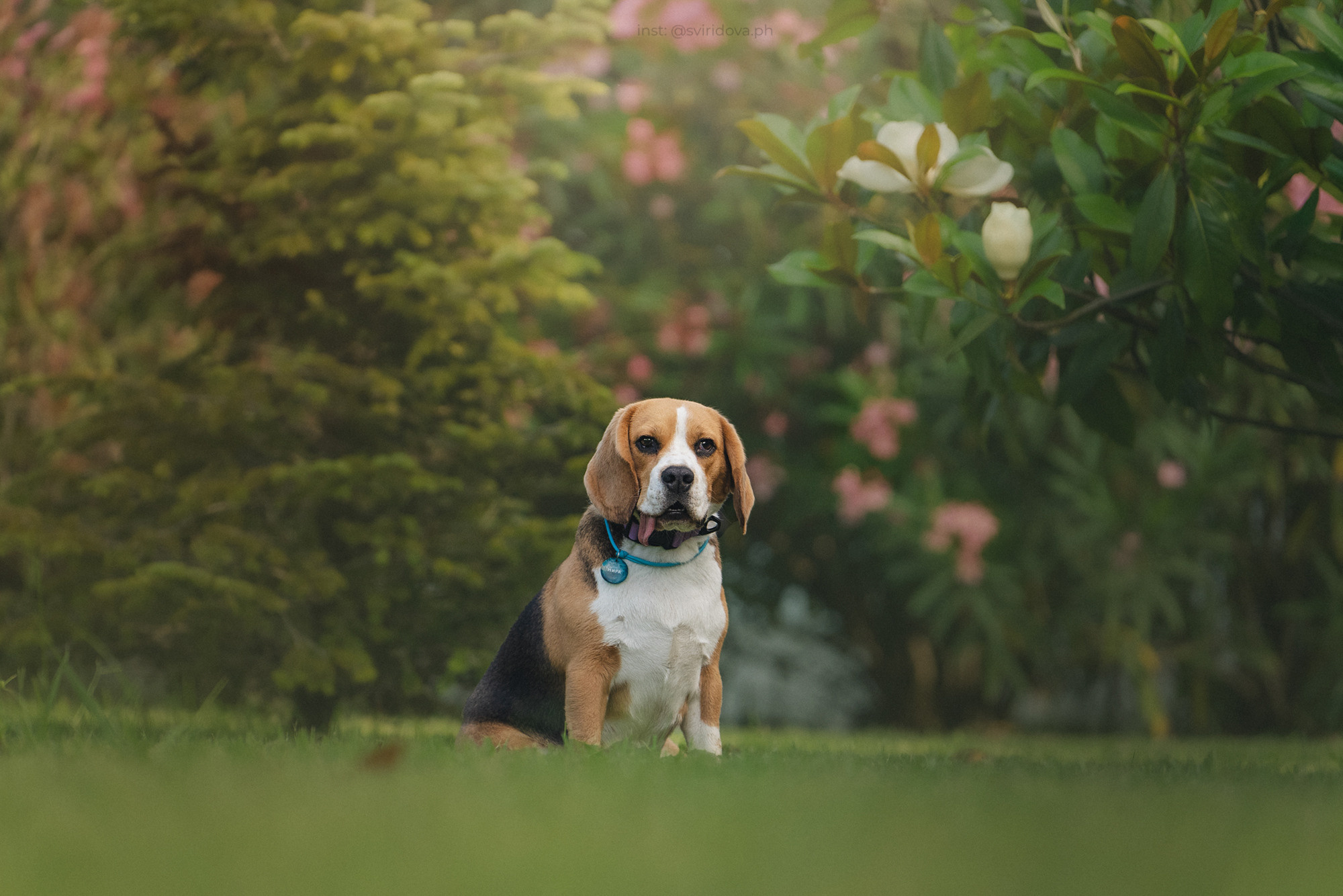 Евгения и Мира. Фотограф анималист в Москве и Санкт-Петербурге Свиридова Анна