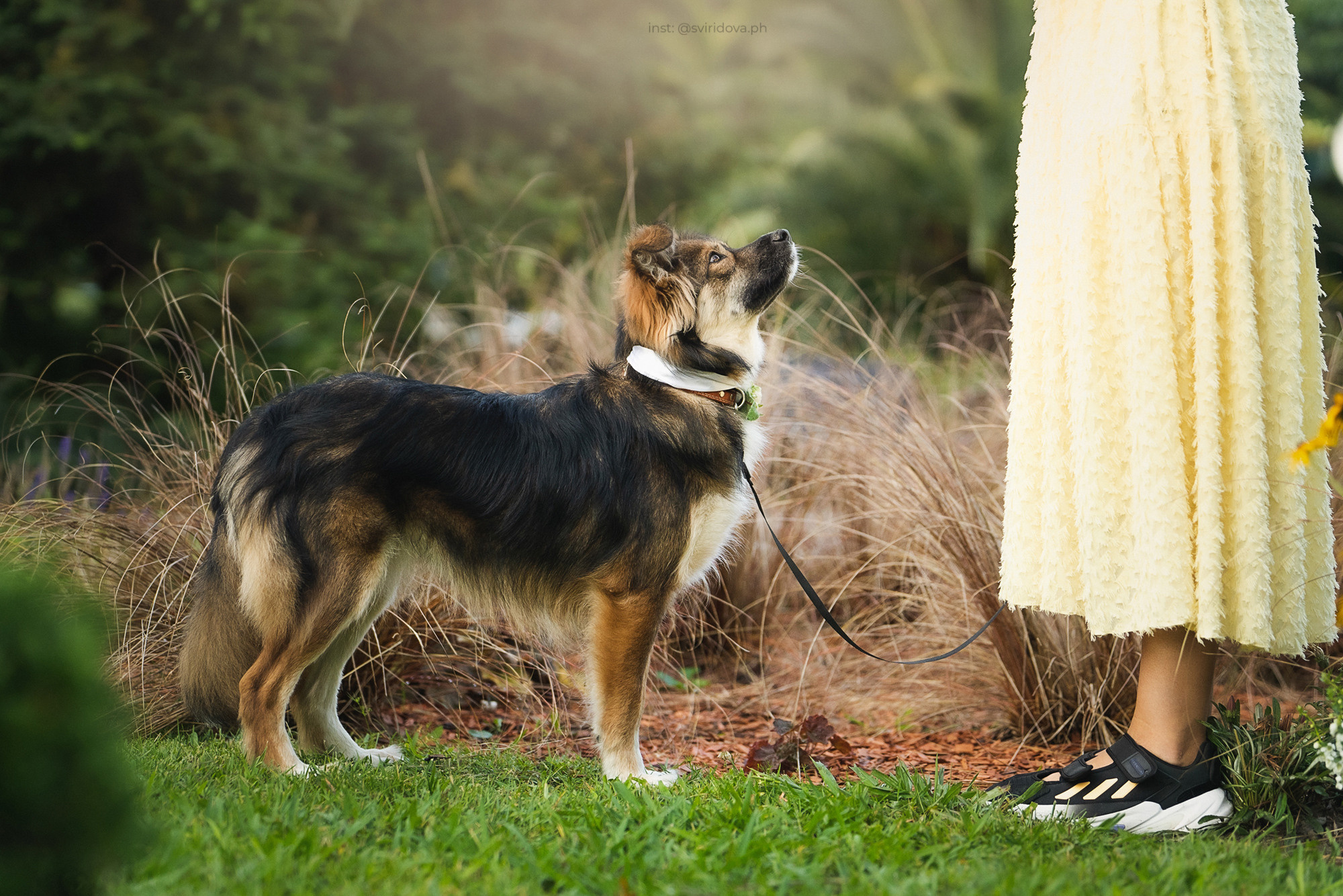 Собакам ищут дом. Фотограф анималист в Москве и Санкт-Петербурге Свиридова Анна