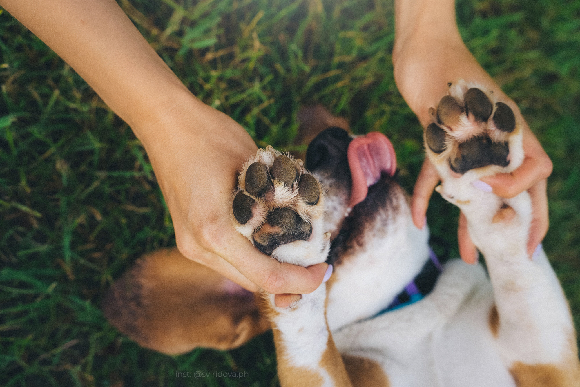 Евгения и Мира. Фотограф анималист в Москве и Санкт-Петербурге Свиридова Анна
