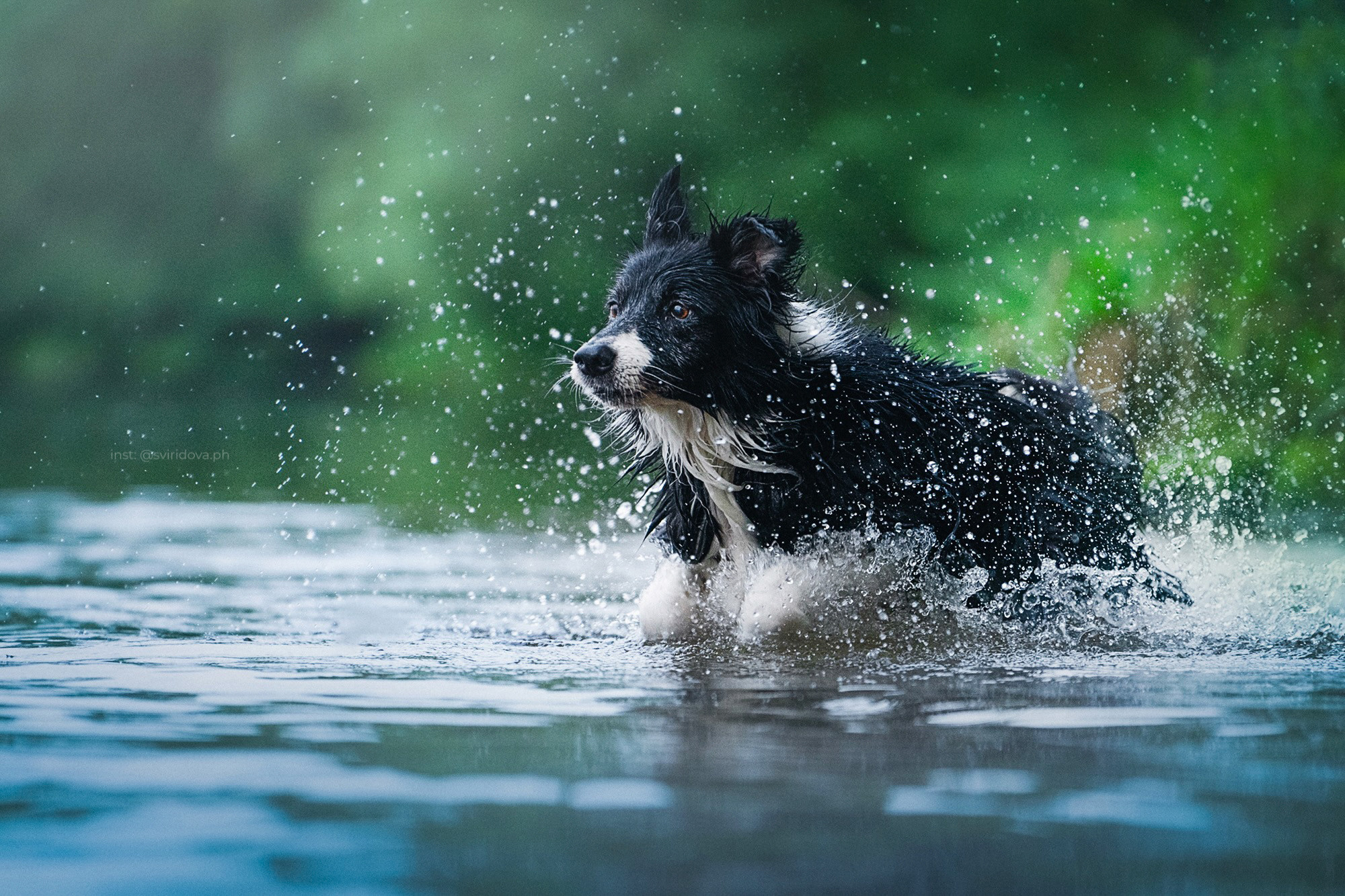 Вика и Веник. Фотограф анималист в Москве и Санкт-Петербурге Свиридова Анна
