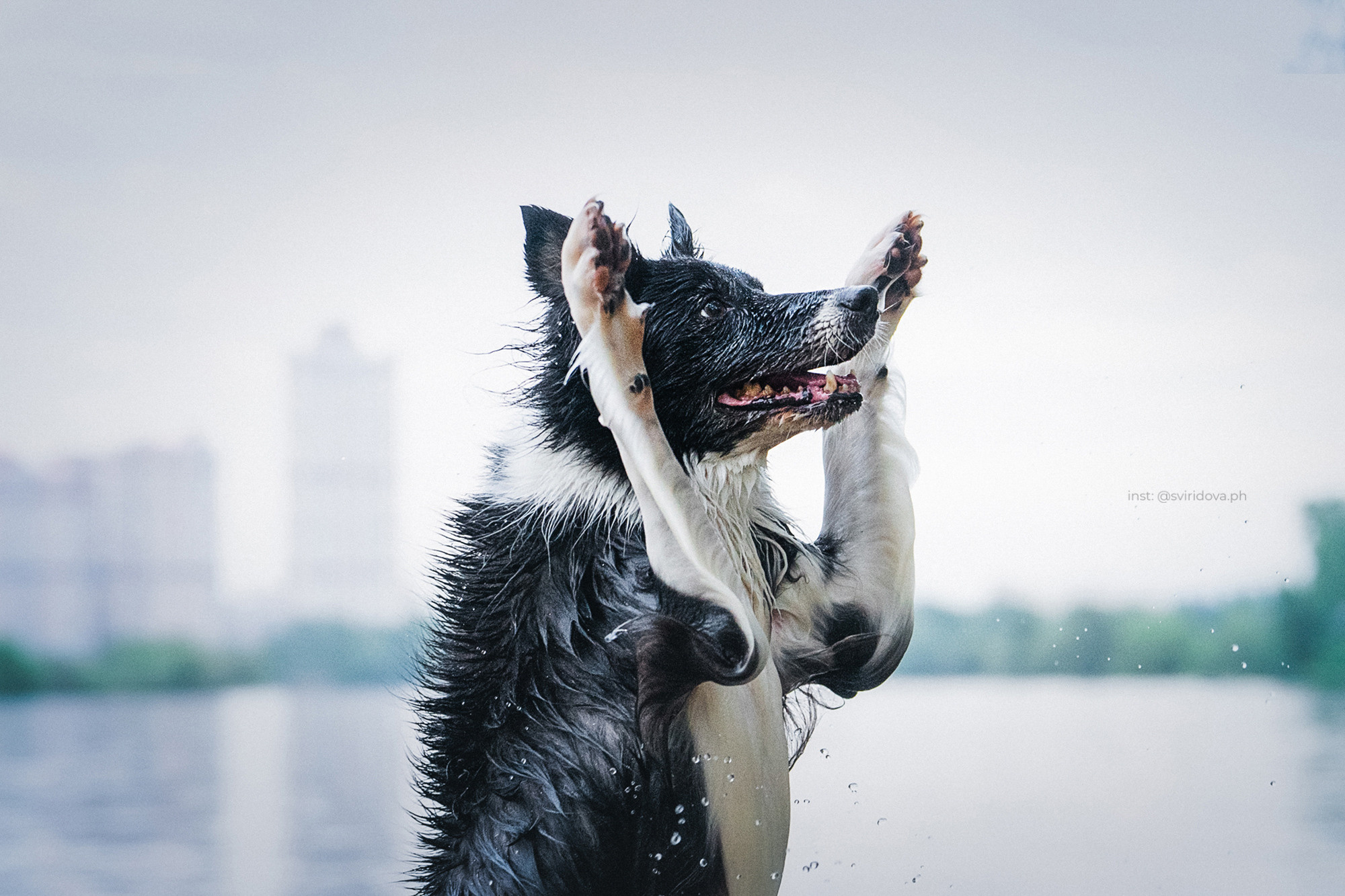 Вика и Веник. Фотограф анималист в Москве и Санкт-Петербурге Свиридова Анна
