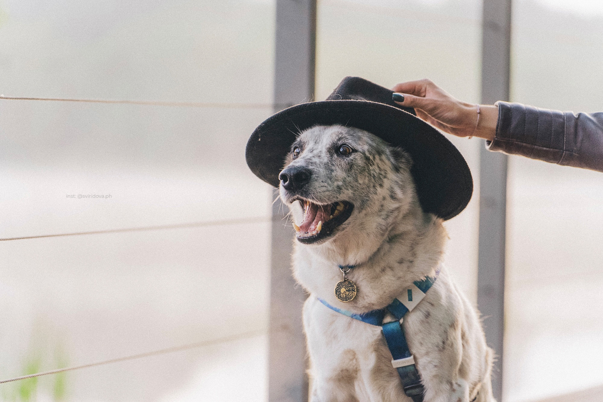 Катя и Бутуз. Фотограф анималист в Москве и Санкт-Петербурге Свиридова Анна