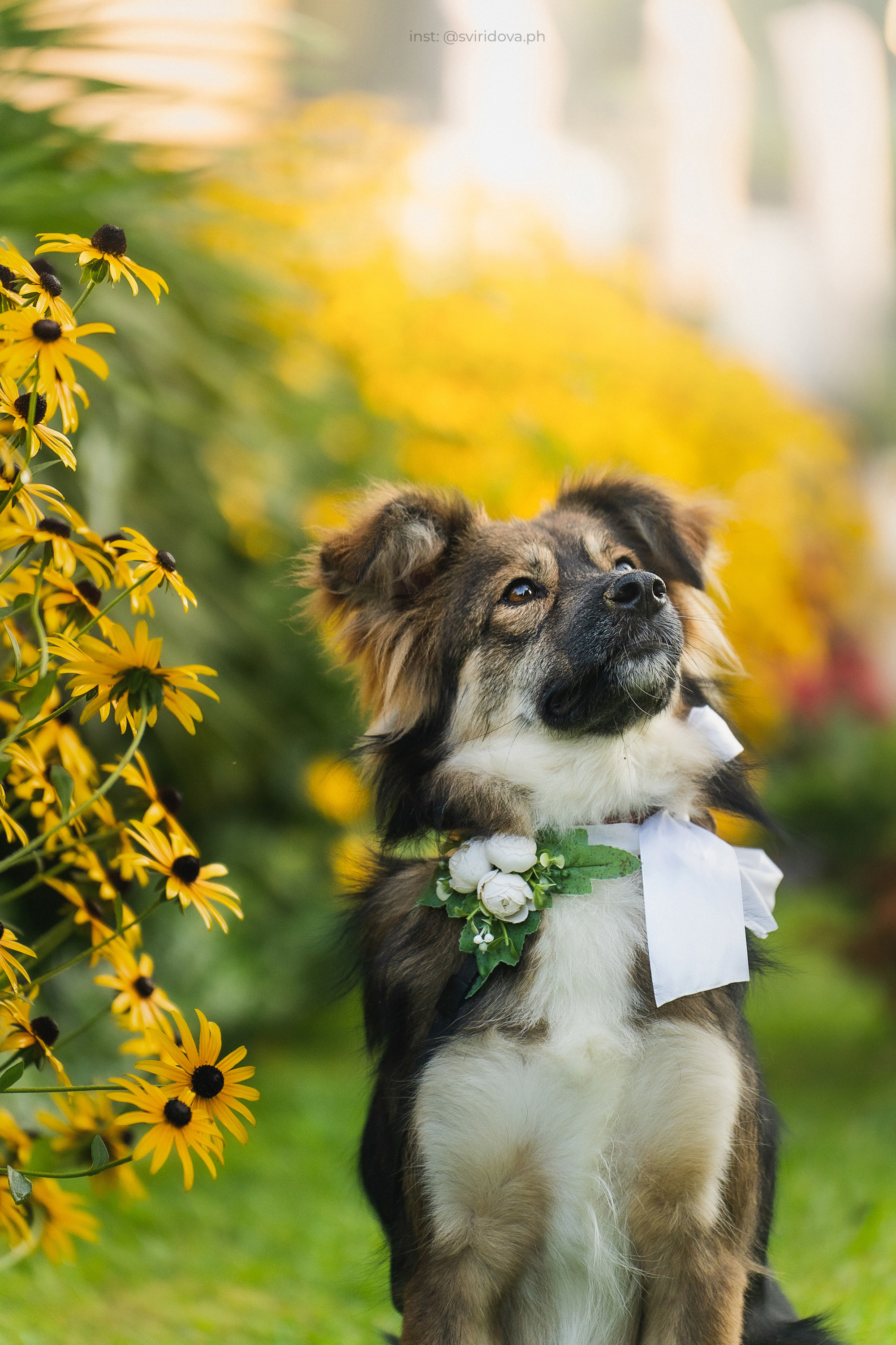 Собакам ищут дом. Фотограф анималист в Москве и Санкт-Петербурге Свиридова Анна