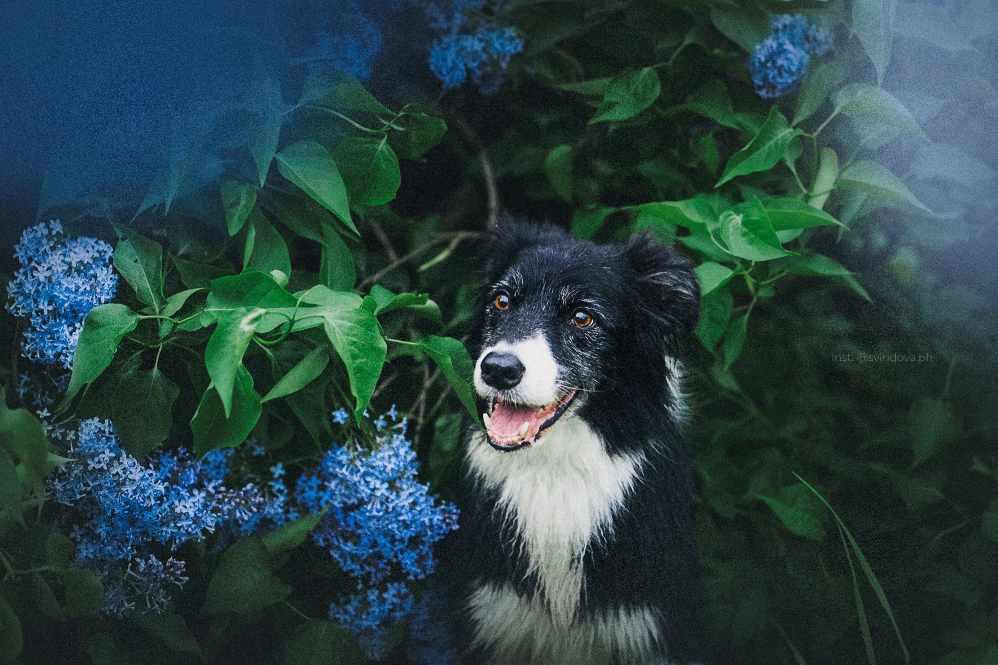 Вика и Веник. Фотограф анималист в Москве и Санкт-Петербурге Свиридова Анна