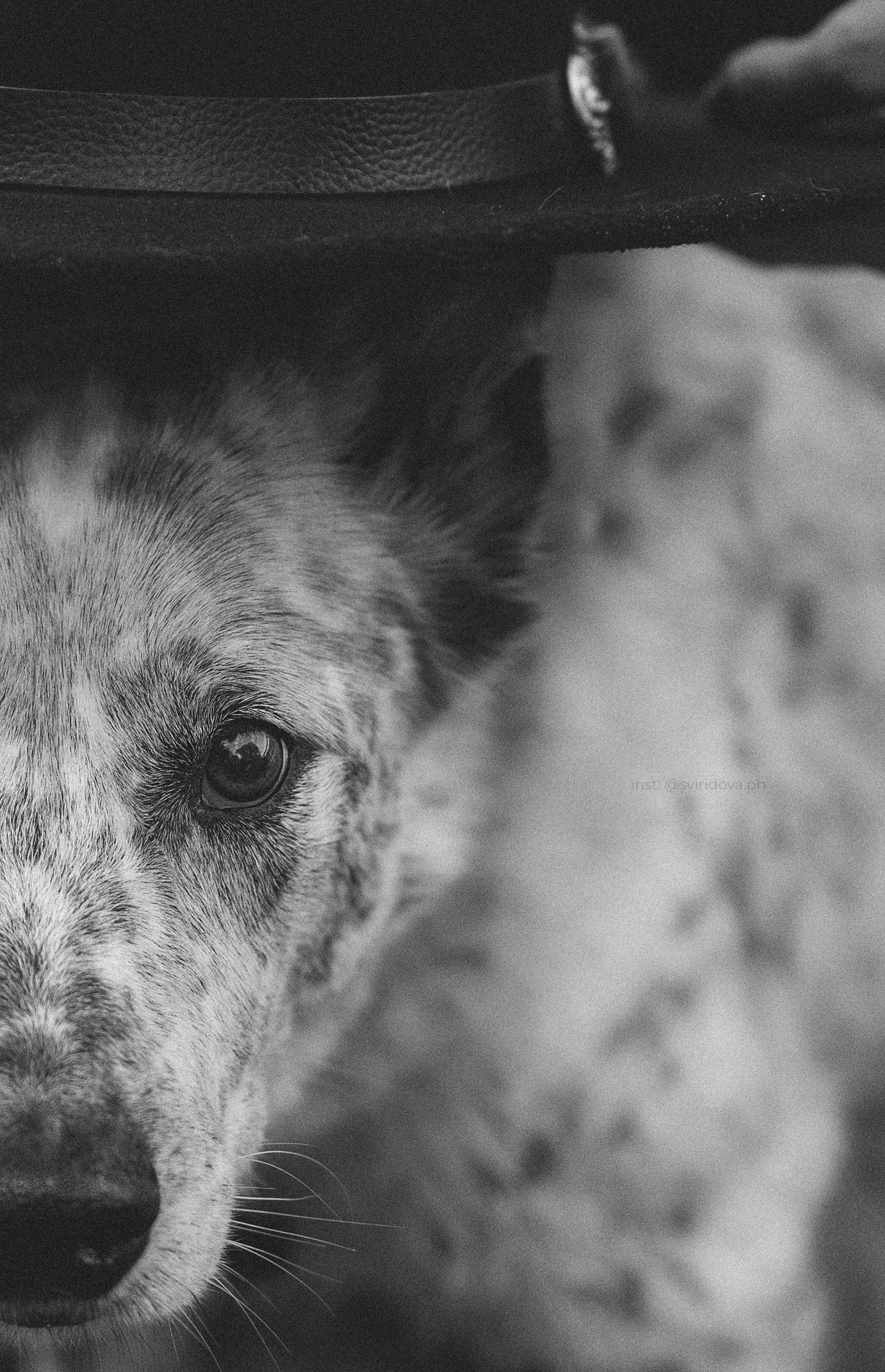 Катя и Бутуз. Фотограф анималист в Москве и Санкт-Петербурге Свиридова Анна