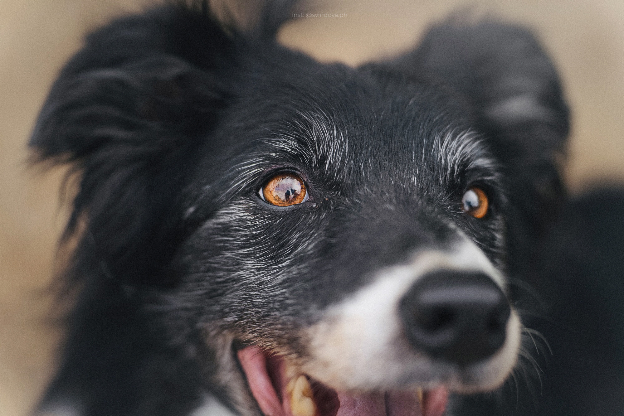 Вика и Веник. Фотограф анималист в Москве и Санкт-Петербурге Свиридова Анна