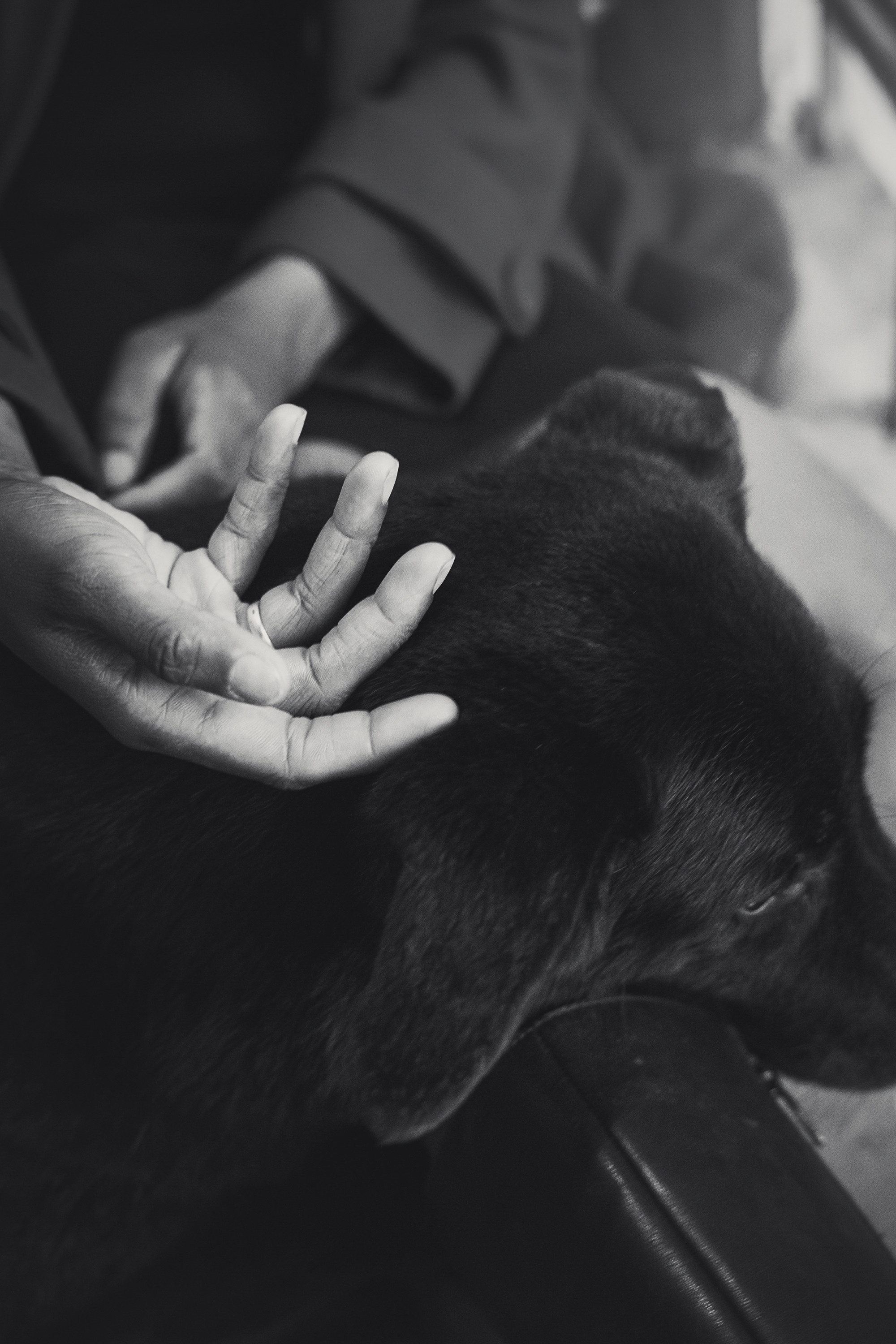 Вика и Чара. Фотограф анималист в Москве и Санкт-Петербурге Свиридова Анна