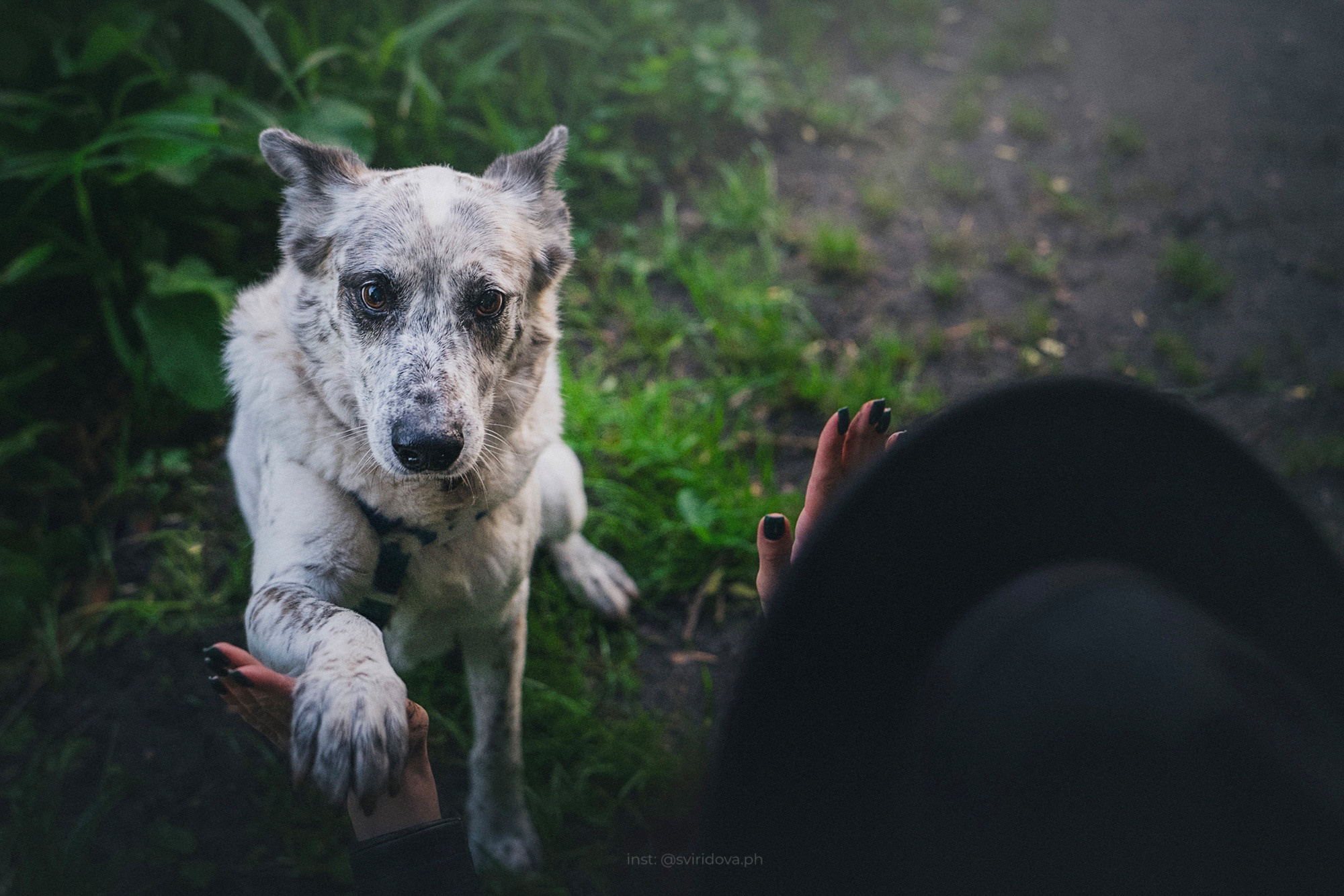 Катя и Бутуз. Фотограф анималист в Москве и Санкт-Петербурге Свиридова Анна