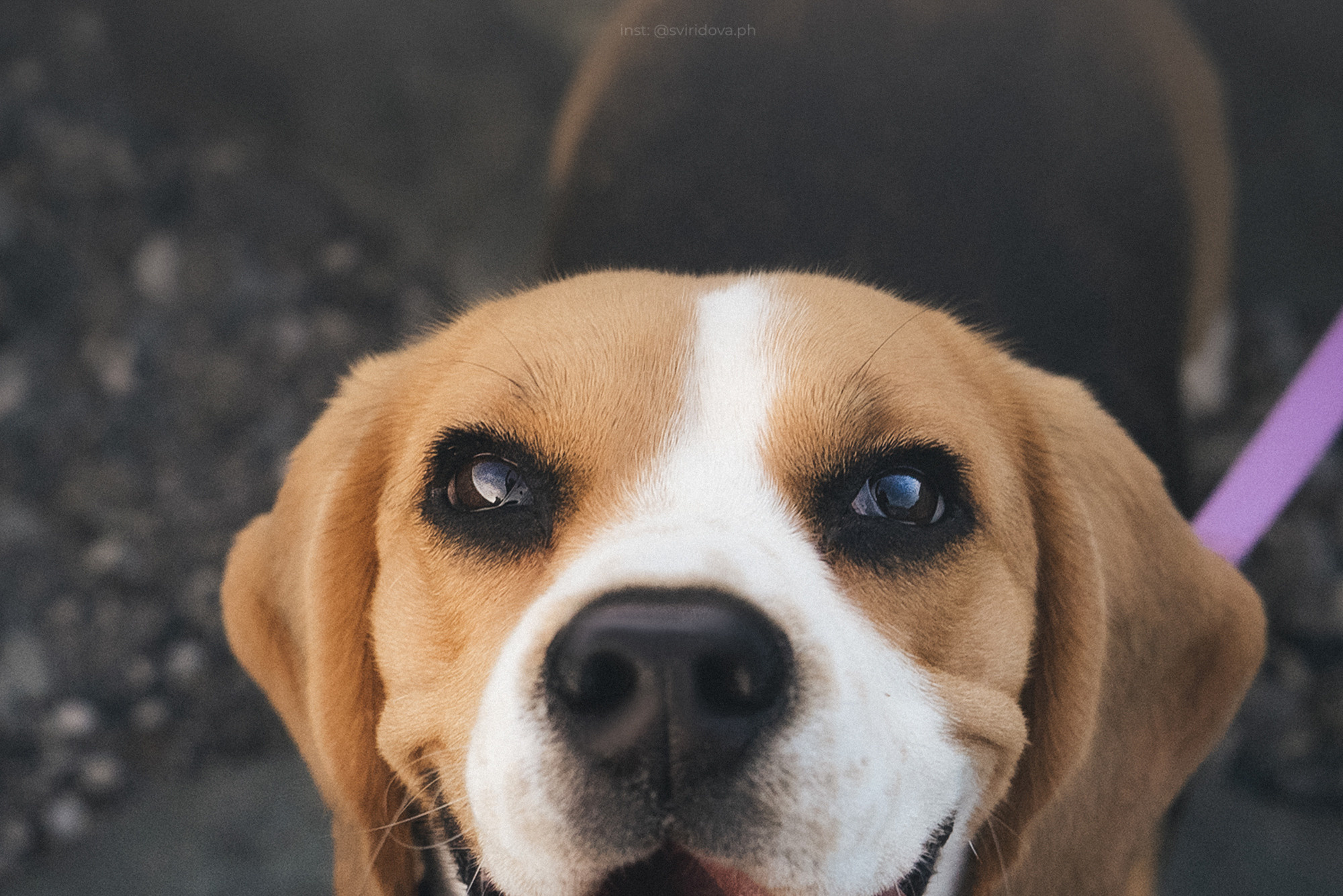 Евгения и Мира. Фотограф анималист в Москве и Санкт-Петербурге Свиридова Анна