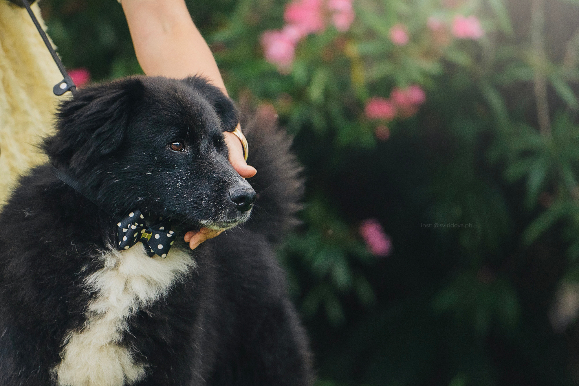 Собакам ищут дом. Фотограф анималист в Москве и Санкт-Петербурге Свиридова Анна