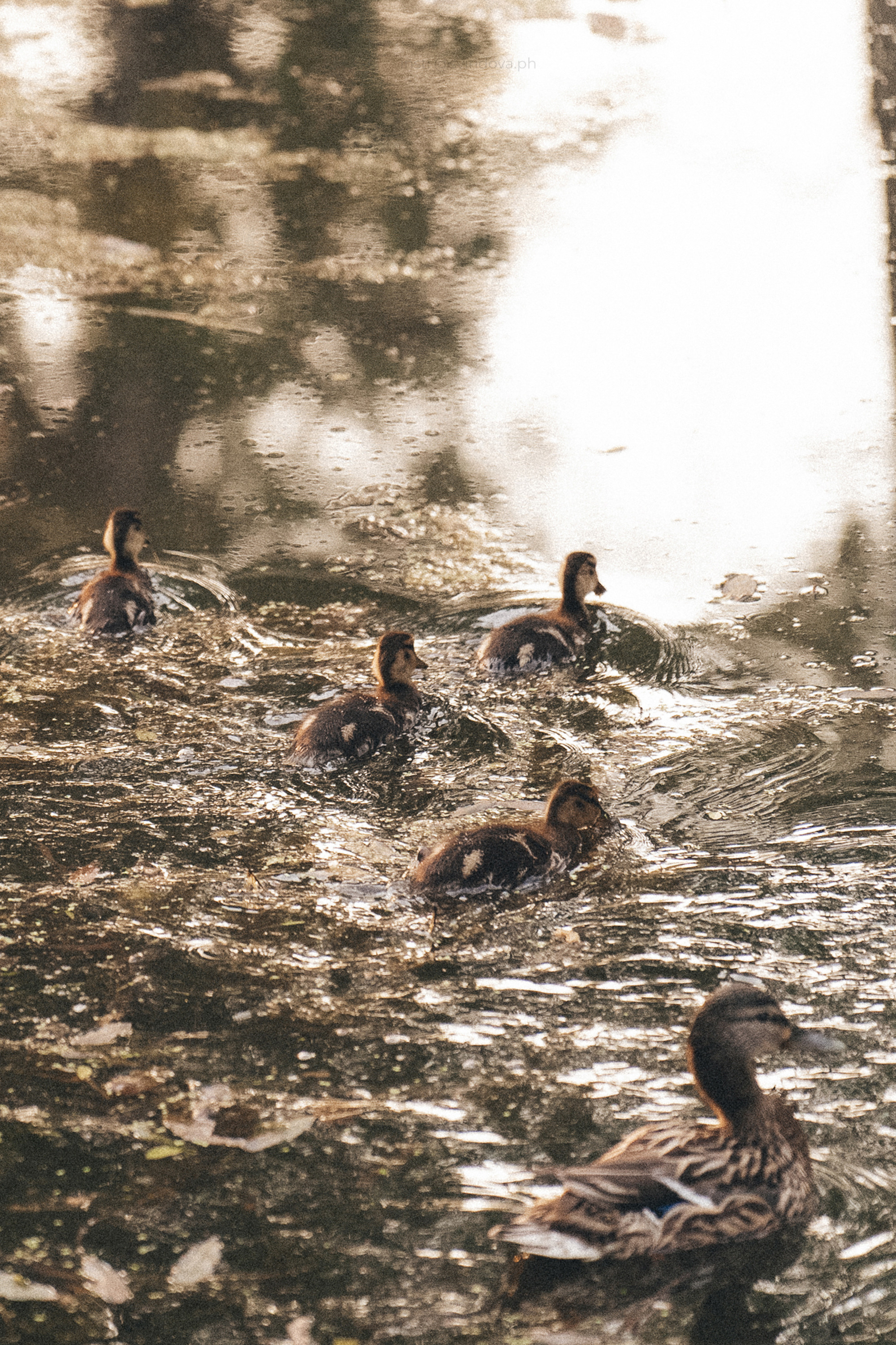 Катя и Бутуз. Фотограф анималист в Москве и Санкт-Петербурге Свиридова Анна