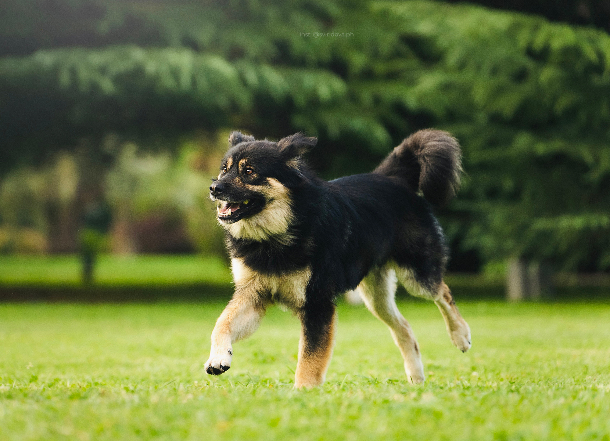 Собакам ищут дом. Фотограф анималист в Москве и Санкт-Петербурге Свиридова Анна
