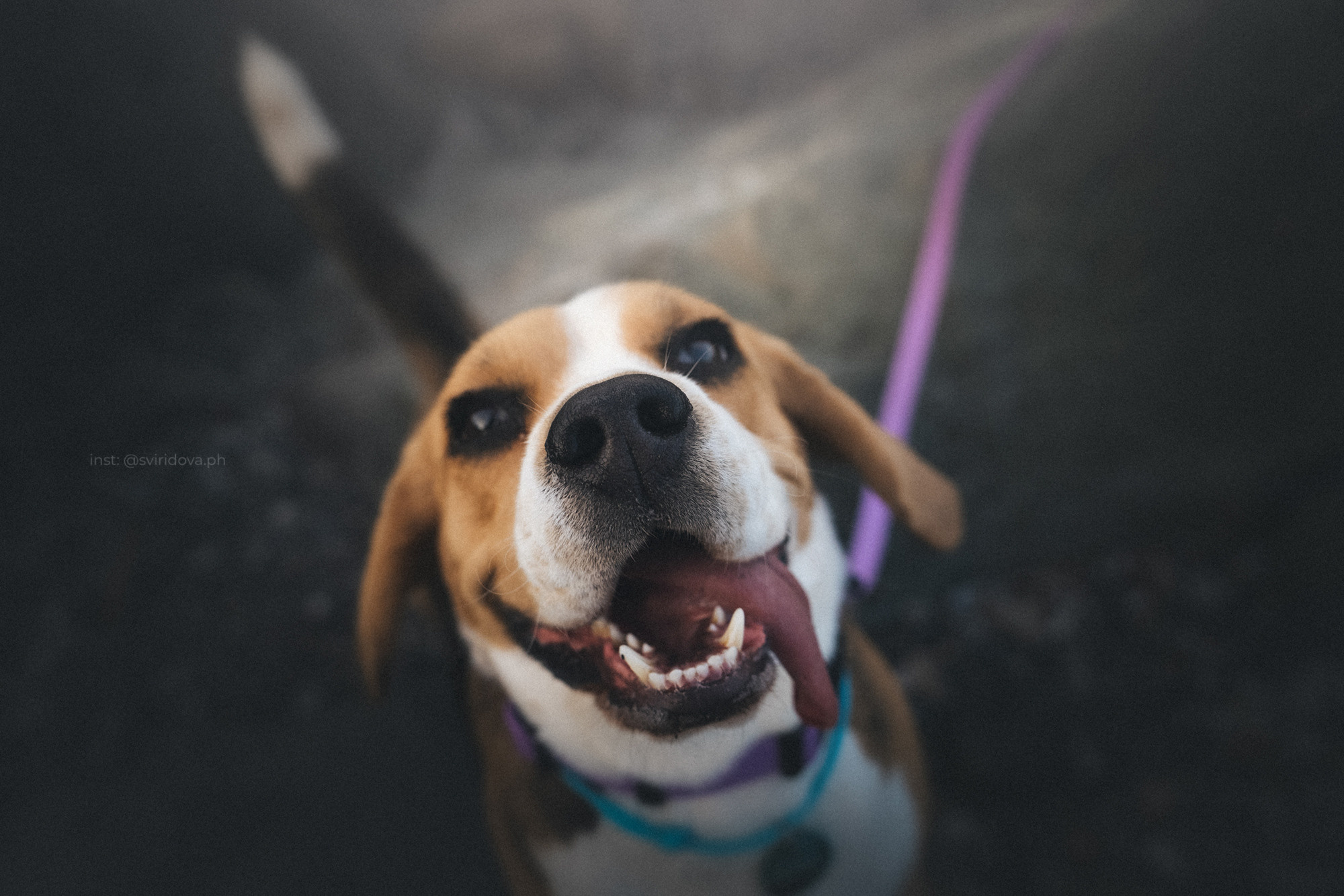 Евгения и Мира. Фотограф анималист в Москве и Санкт-Петербурге Свиридова Анна
