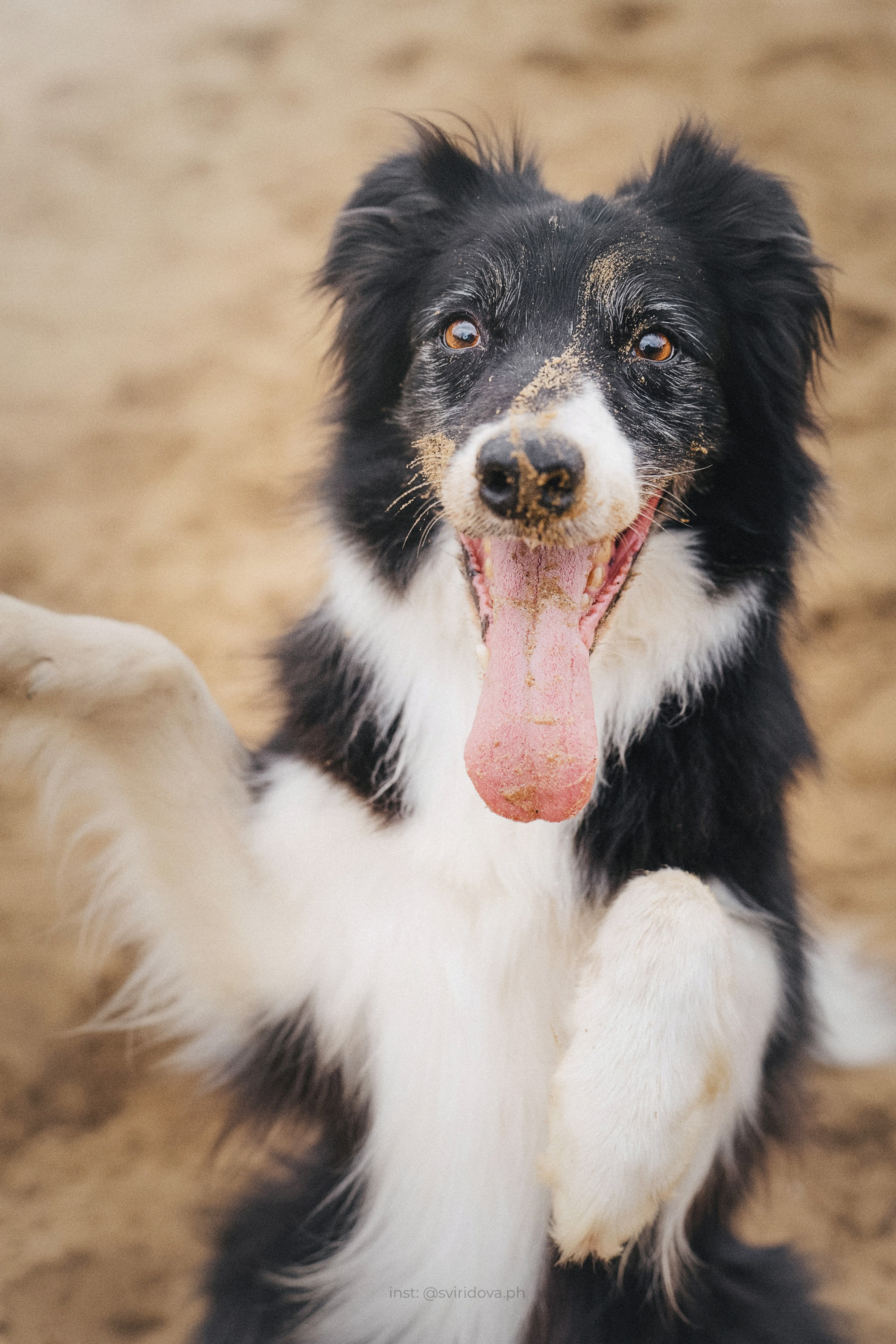 Вика и Веник. Фотограф анималист в Москве и Санкт-Петербурге Свиридова Анна