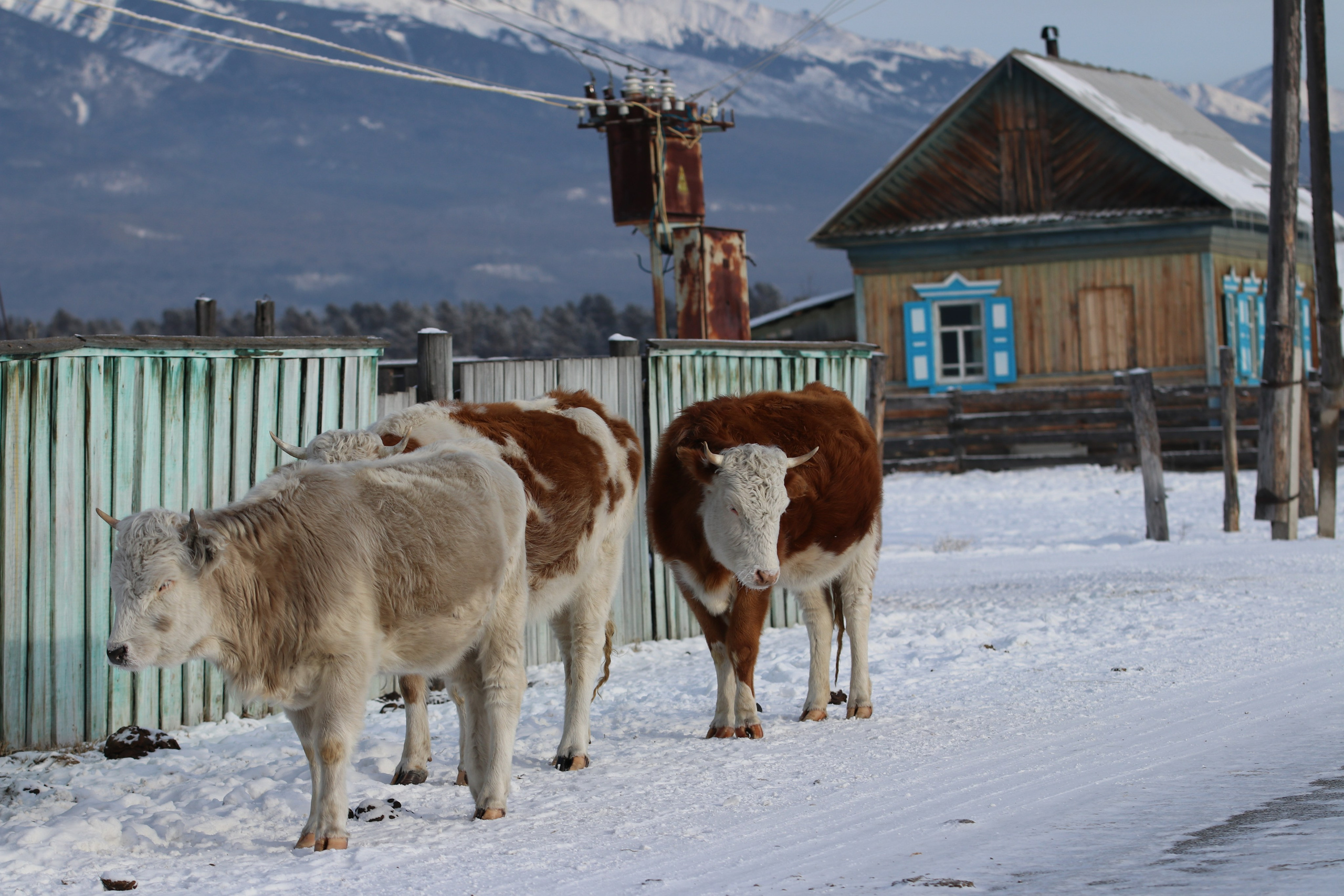 Аршан. Январь 2024. Путешественник-фотограф из Санкт-Петербурга Татьяна Свистулина