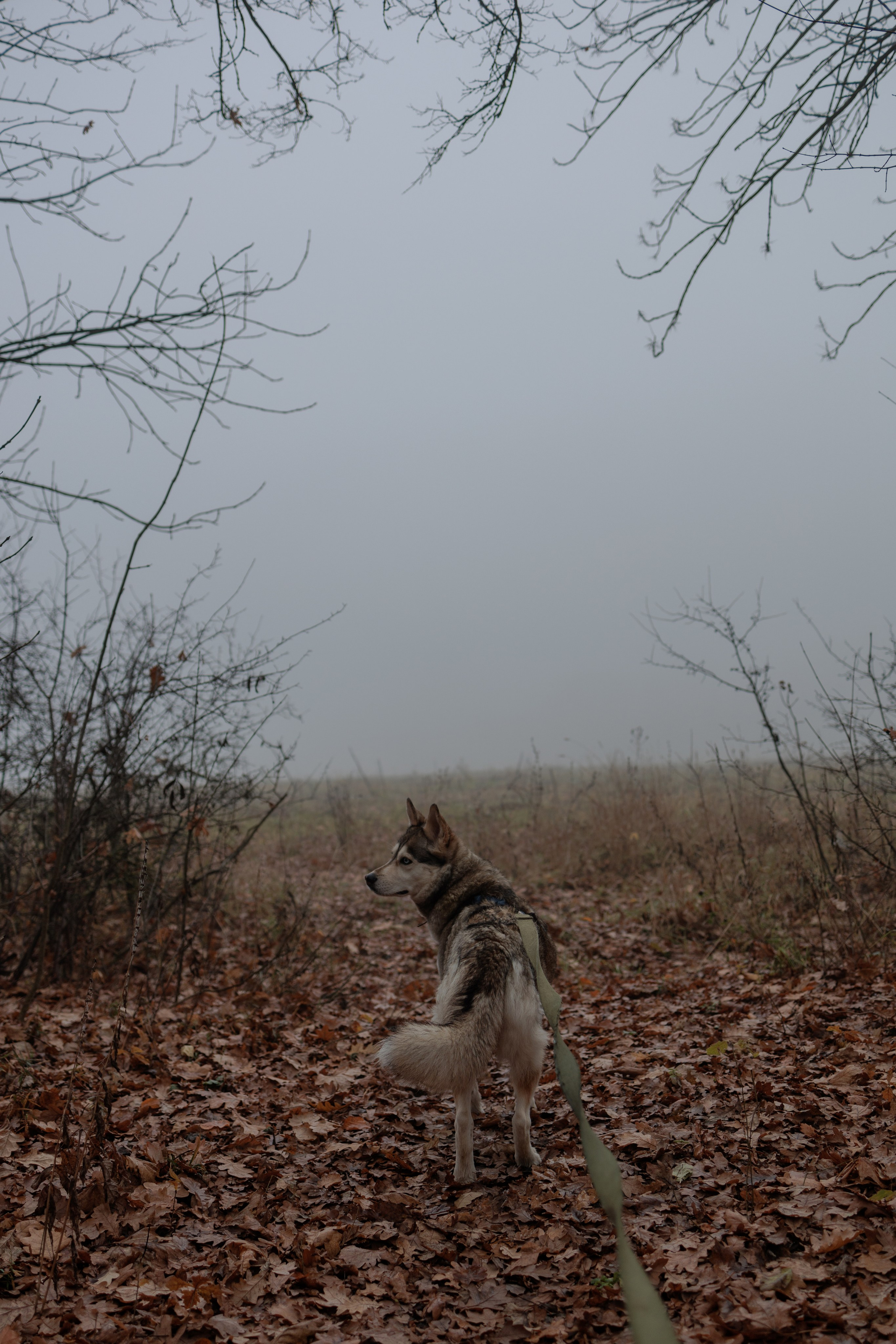 В туманном лесу. Семейный фотограф в Белгороде