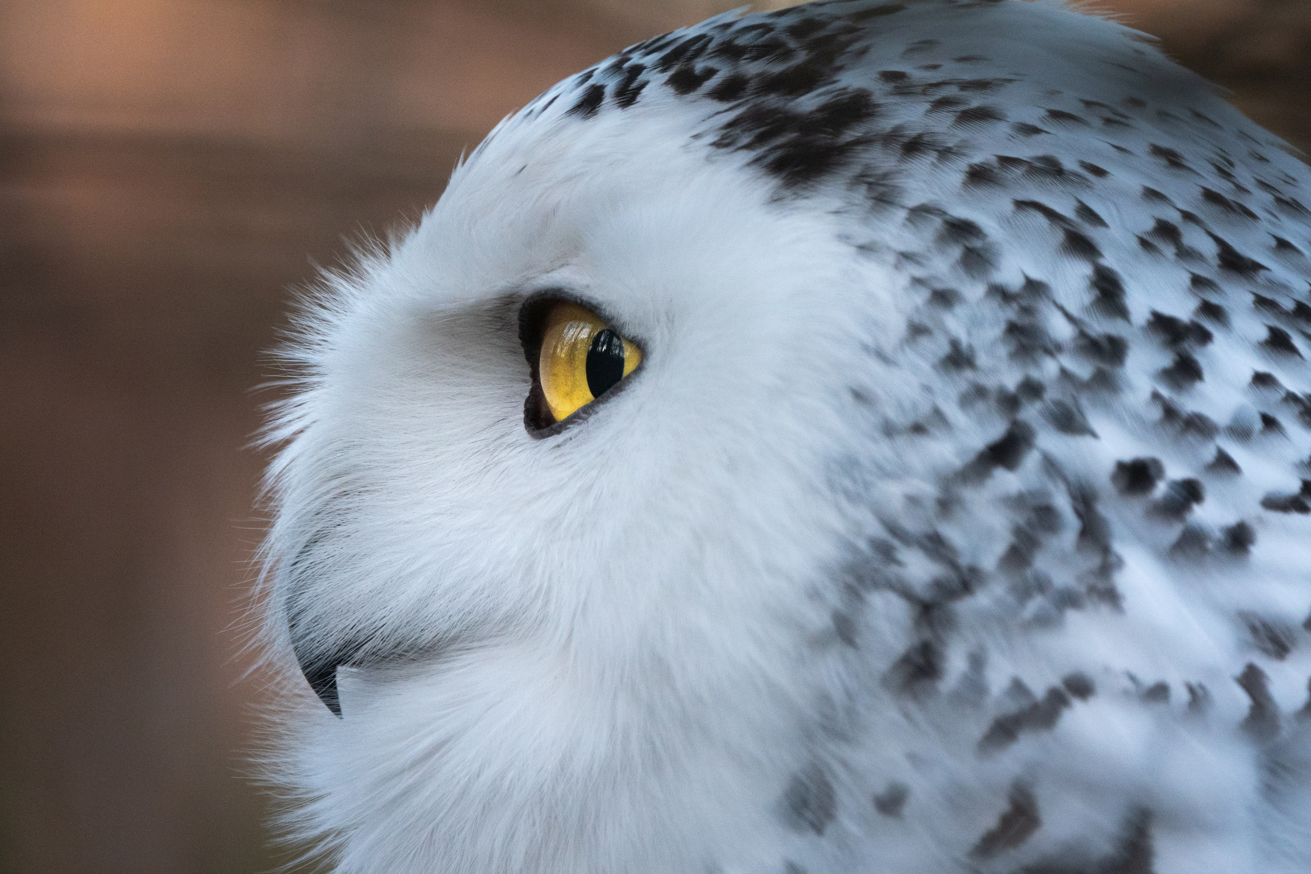 Фотограф-анималист в Москве Юлия Лайхо