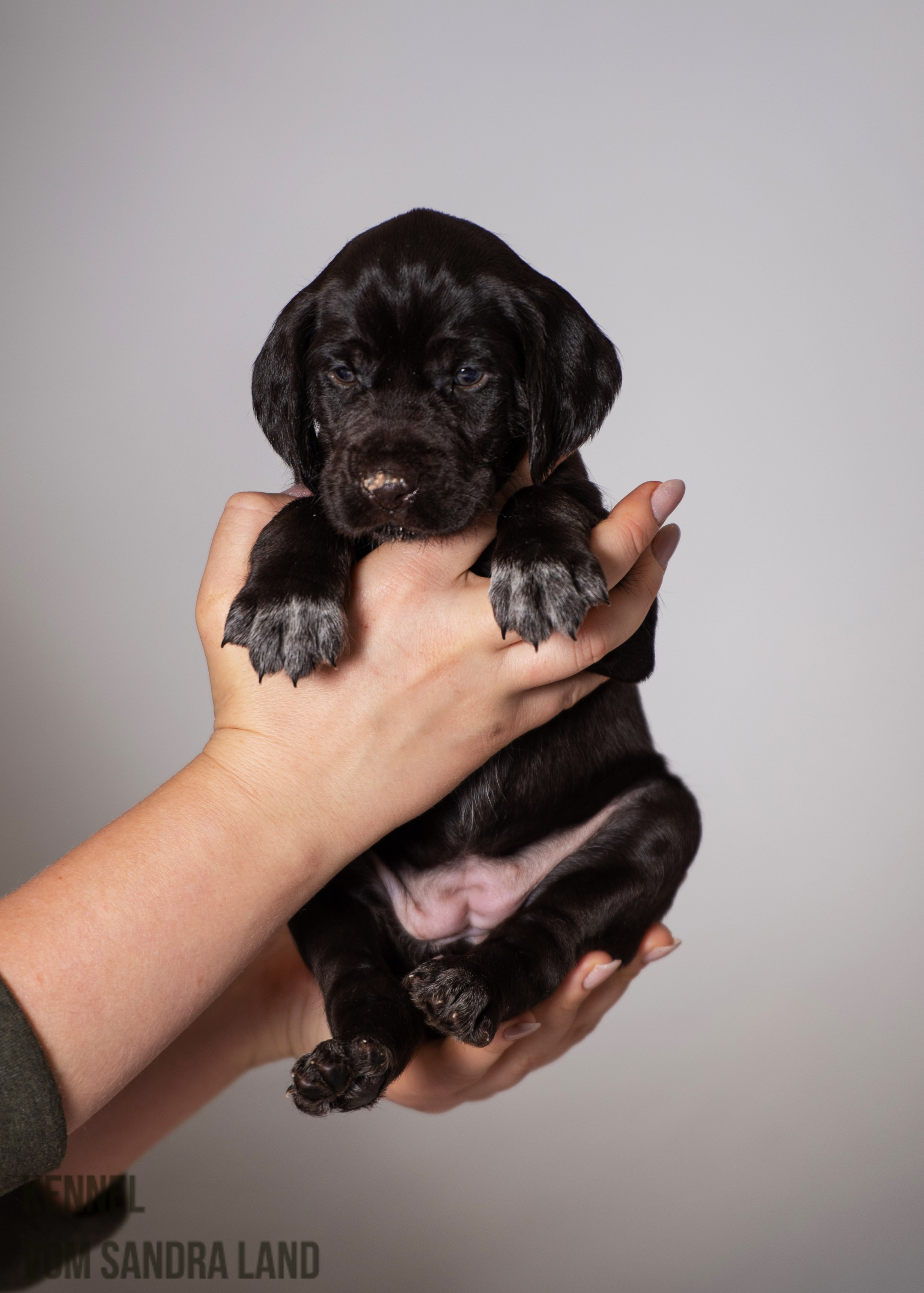 Ворожея вом Сандра Лэнд, Vorozheya vom Sandra Land