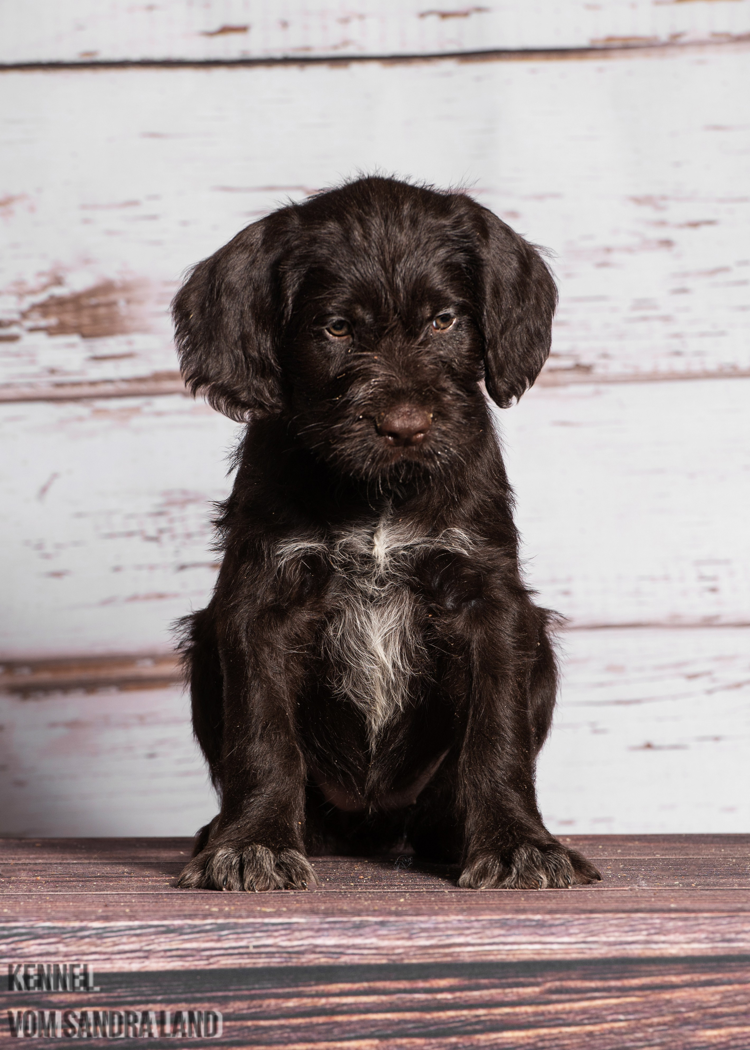 Валькирия вом Сандра Лэнд, Valkiriya vom Sandra Land