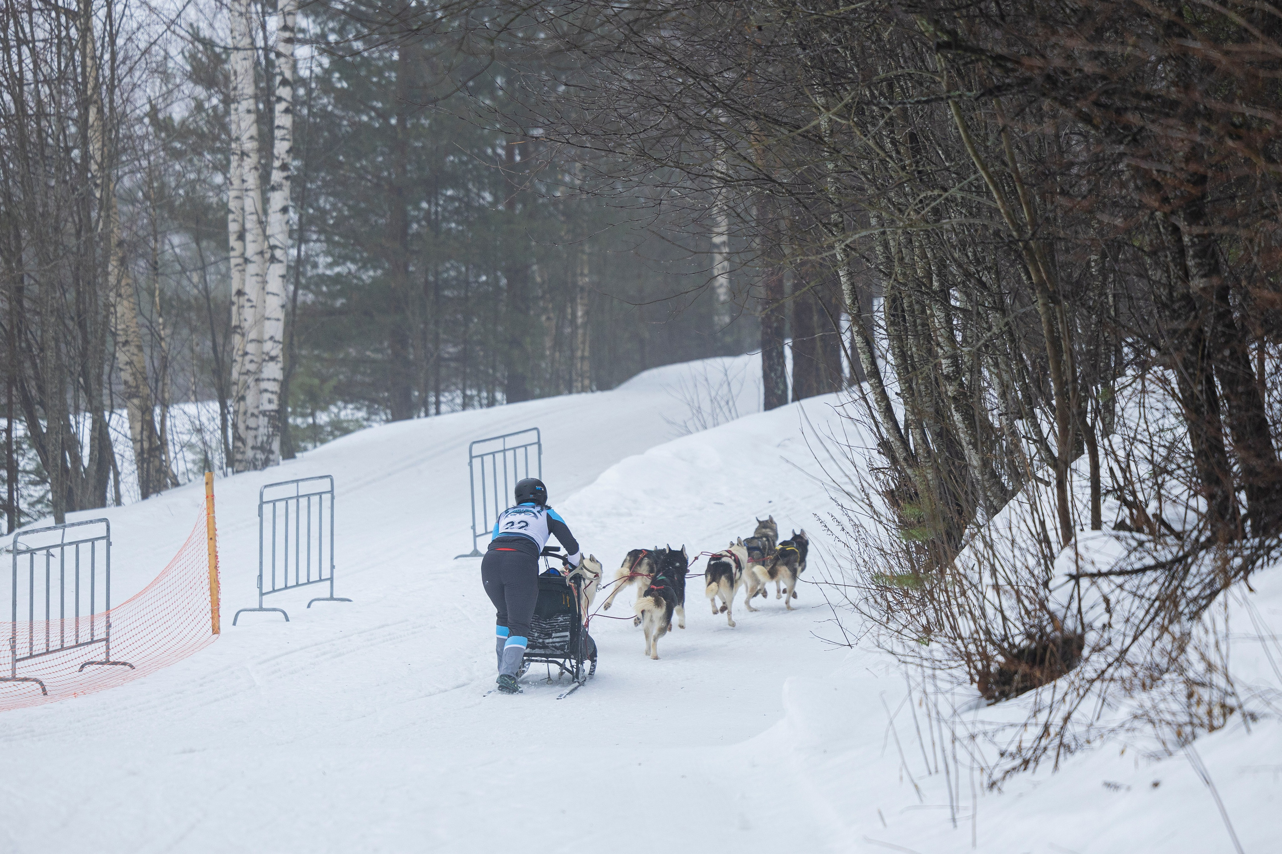 Зимний Чемпионат Санкт-Петербурга по ездовому спорту. Фотограф-анималист Анна Маринич