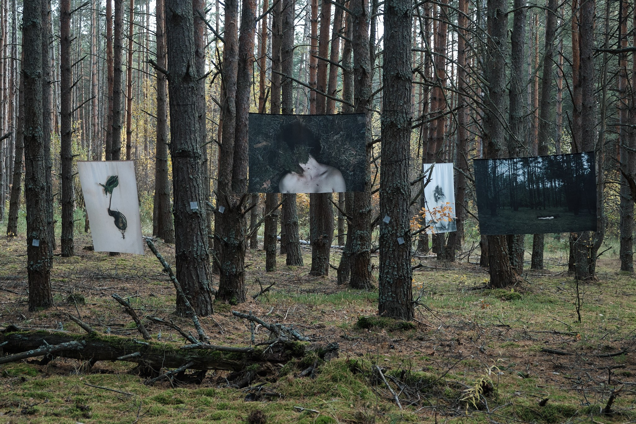Я приношу к себе лес я себя приношу в лес. Алиса Косарева