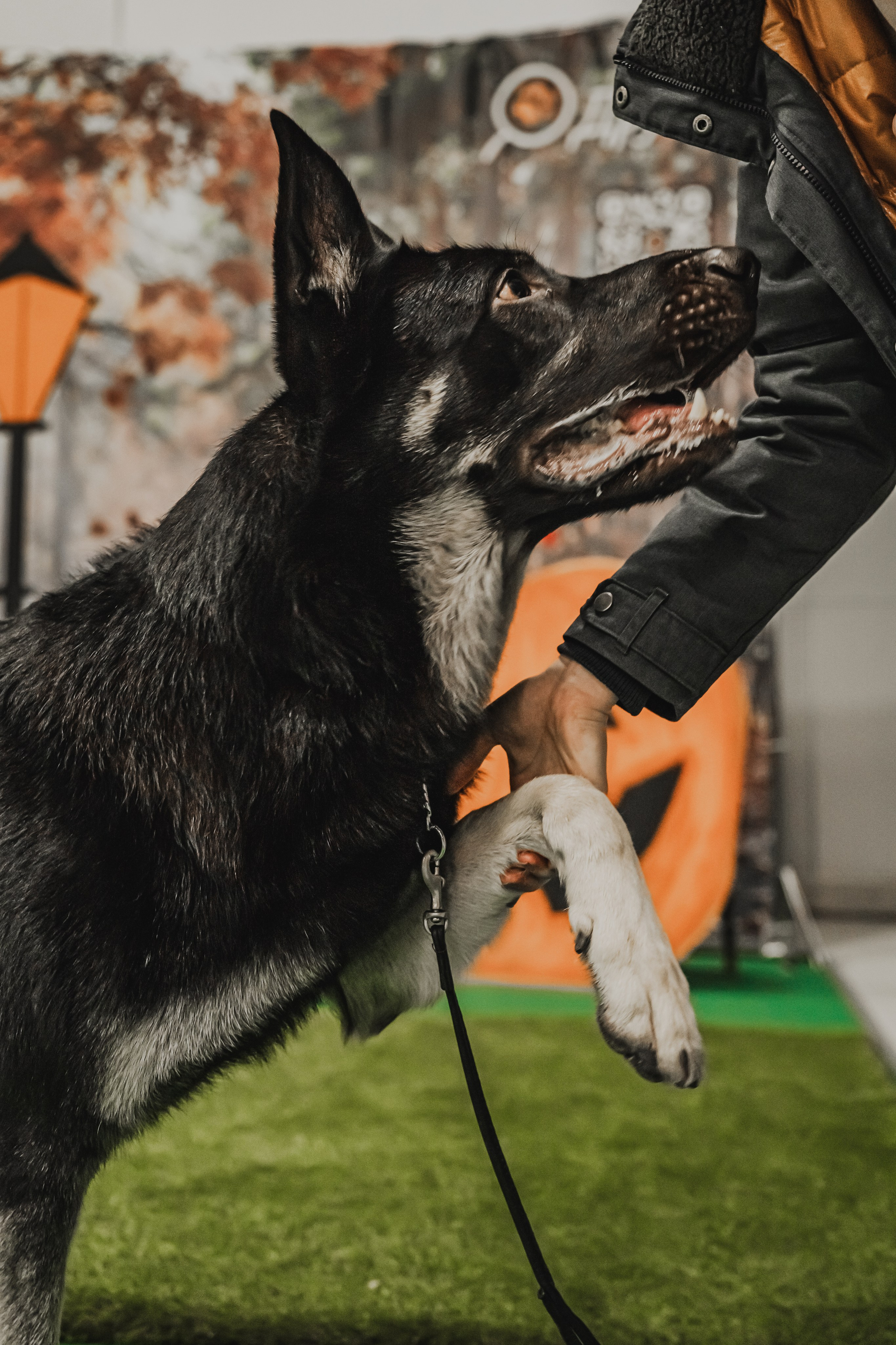 Международная выставка собак всех пород. Репортажный фотограф Анастасия Рубцова