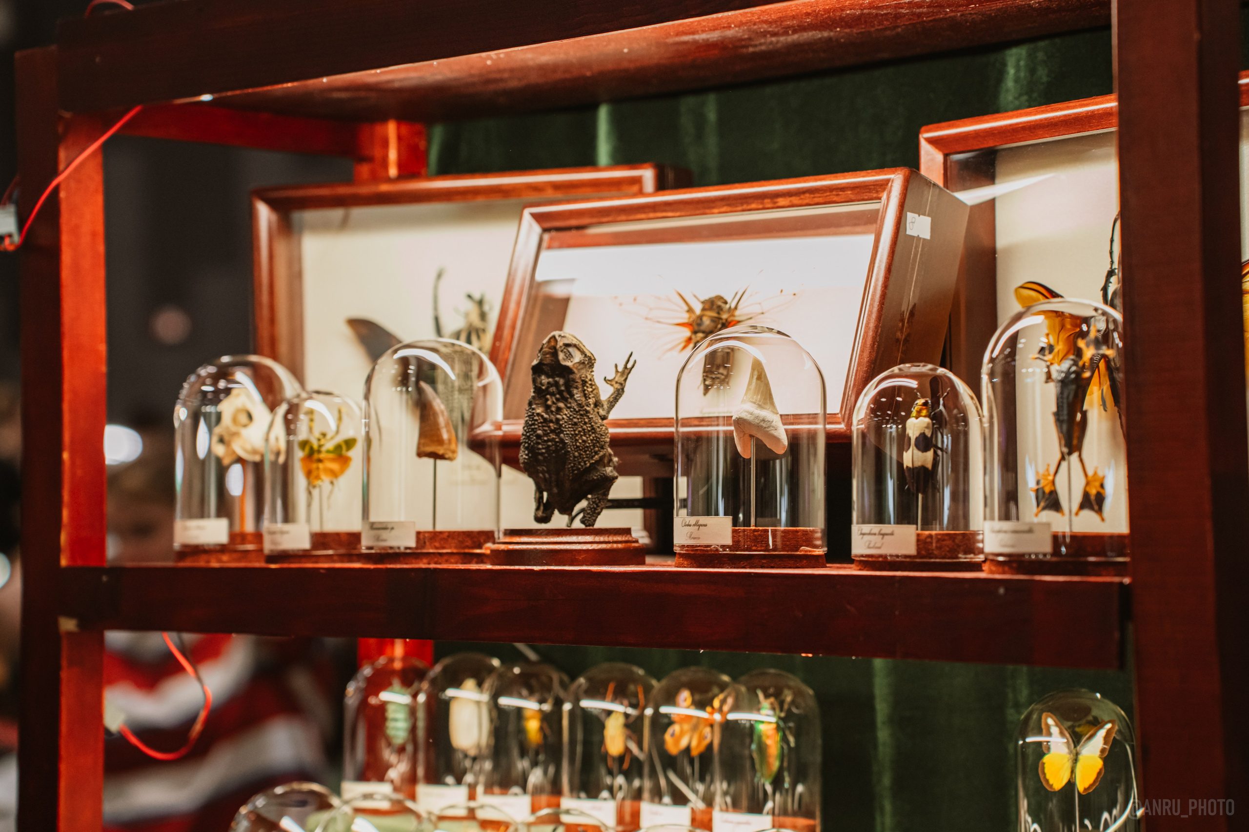 Рептилиум (ручная работа). Репортажный фотограф Анастасия Рубцова