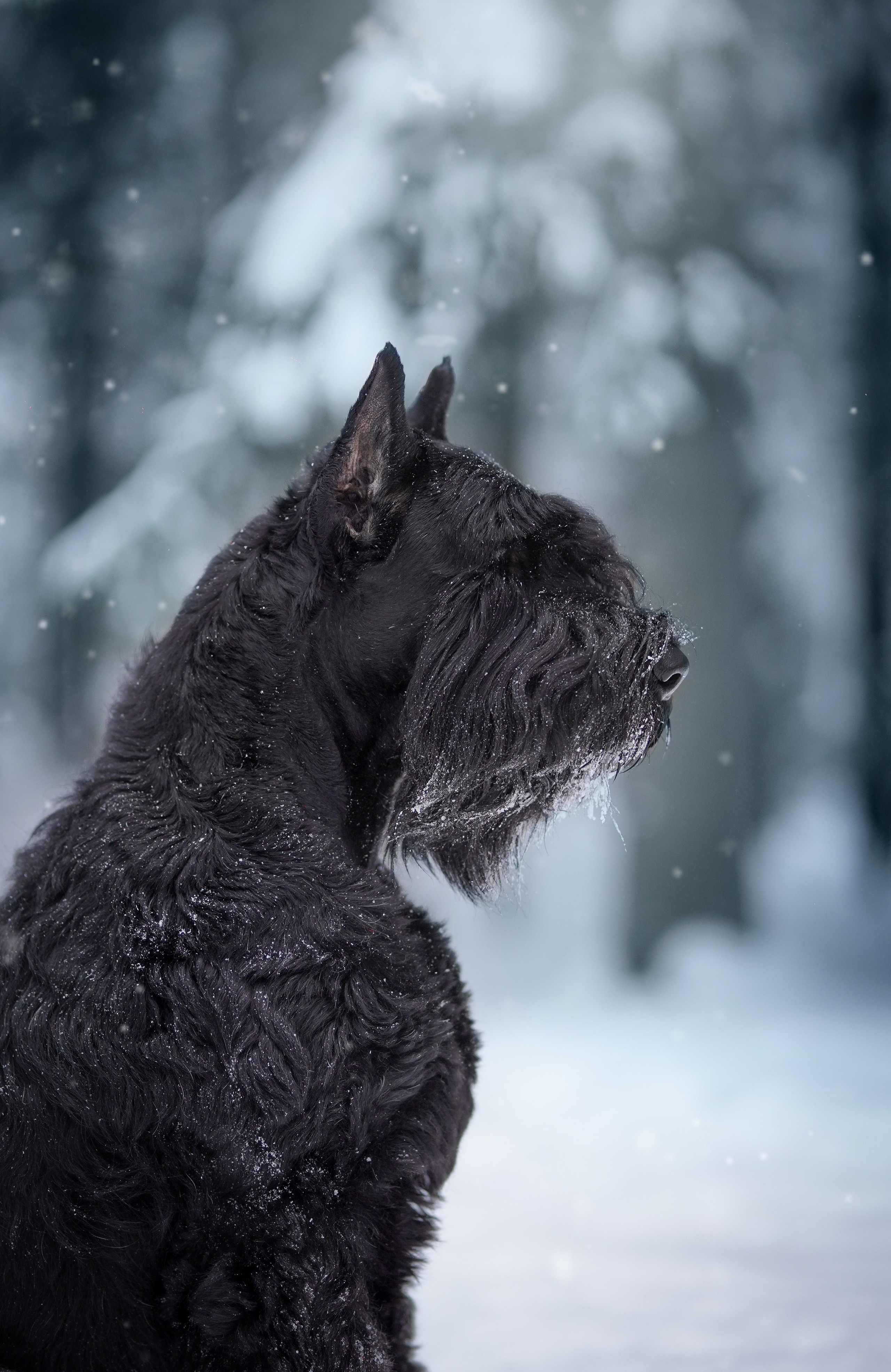 Оля Миша и шнауцеры. Фотограф-анималист в Санкт-Петербурге Яна Мартынова
