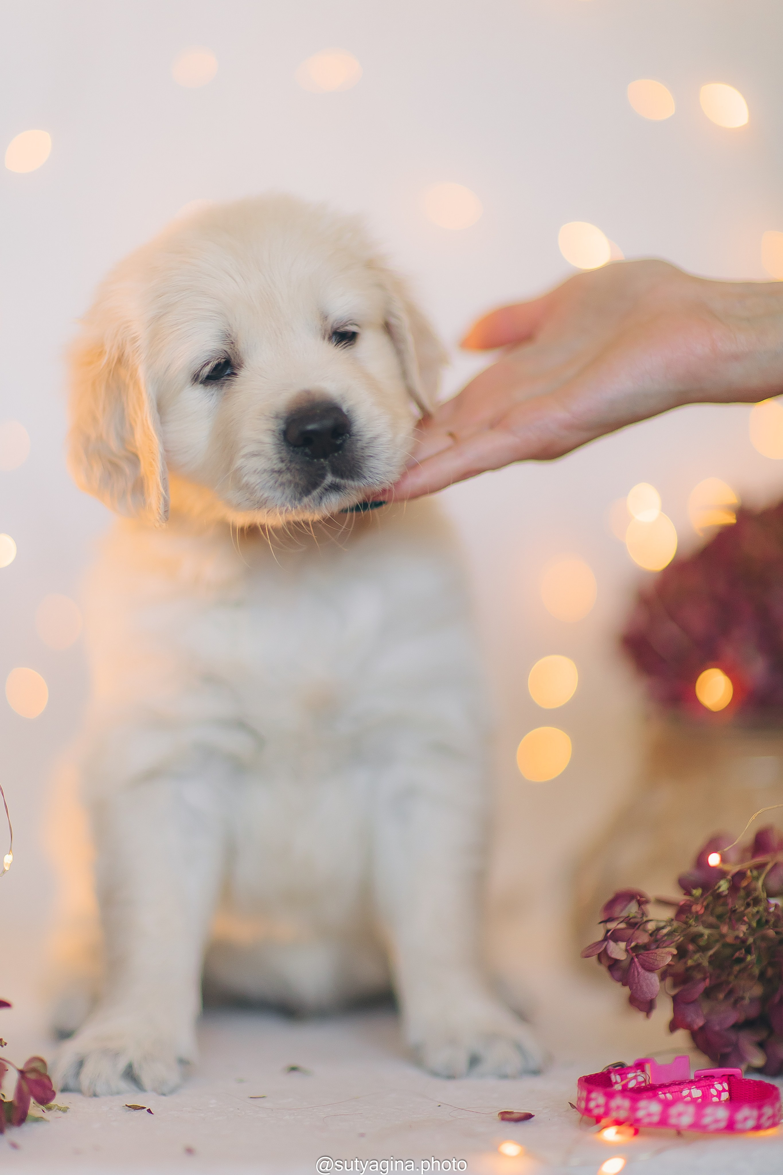 Розовый ошейник. Свадебный и женский фотограф
