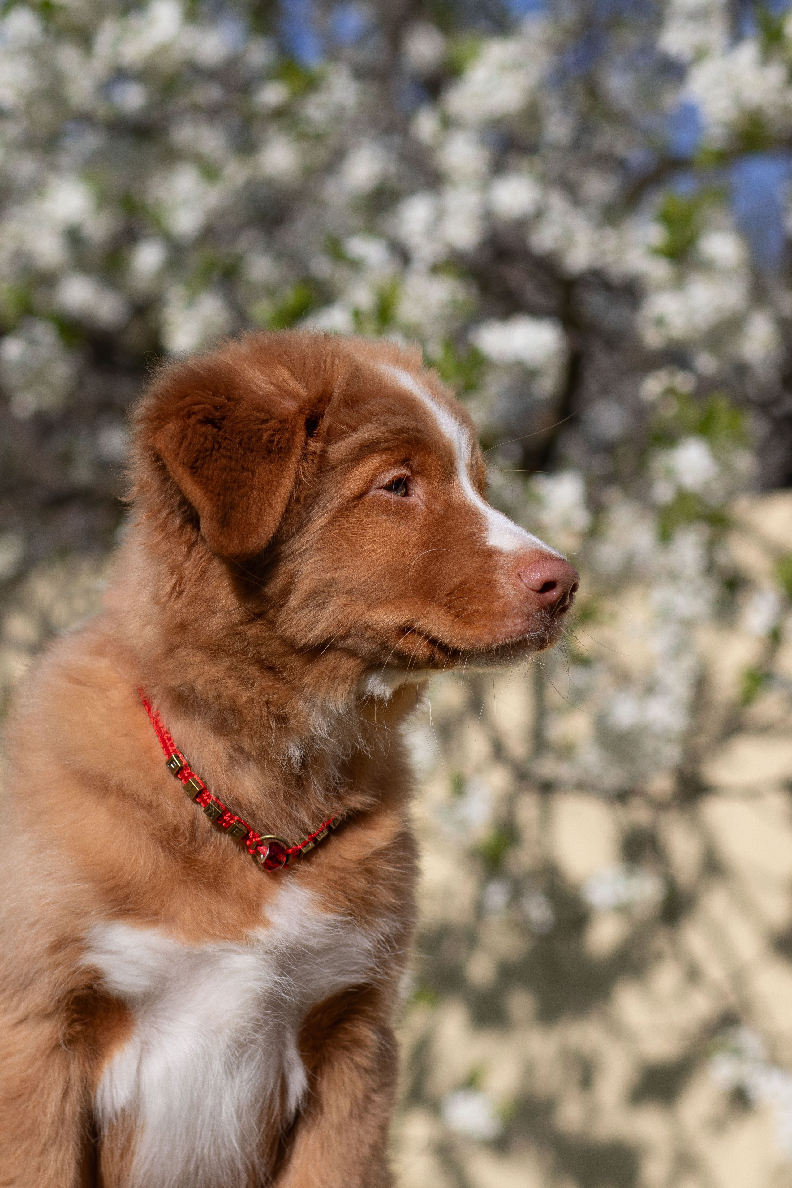 Новошотландский ретривер. Юлия Микульская. Рыбинск