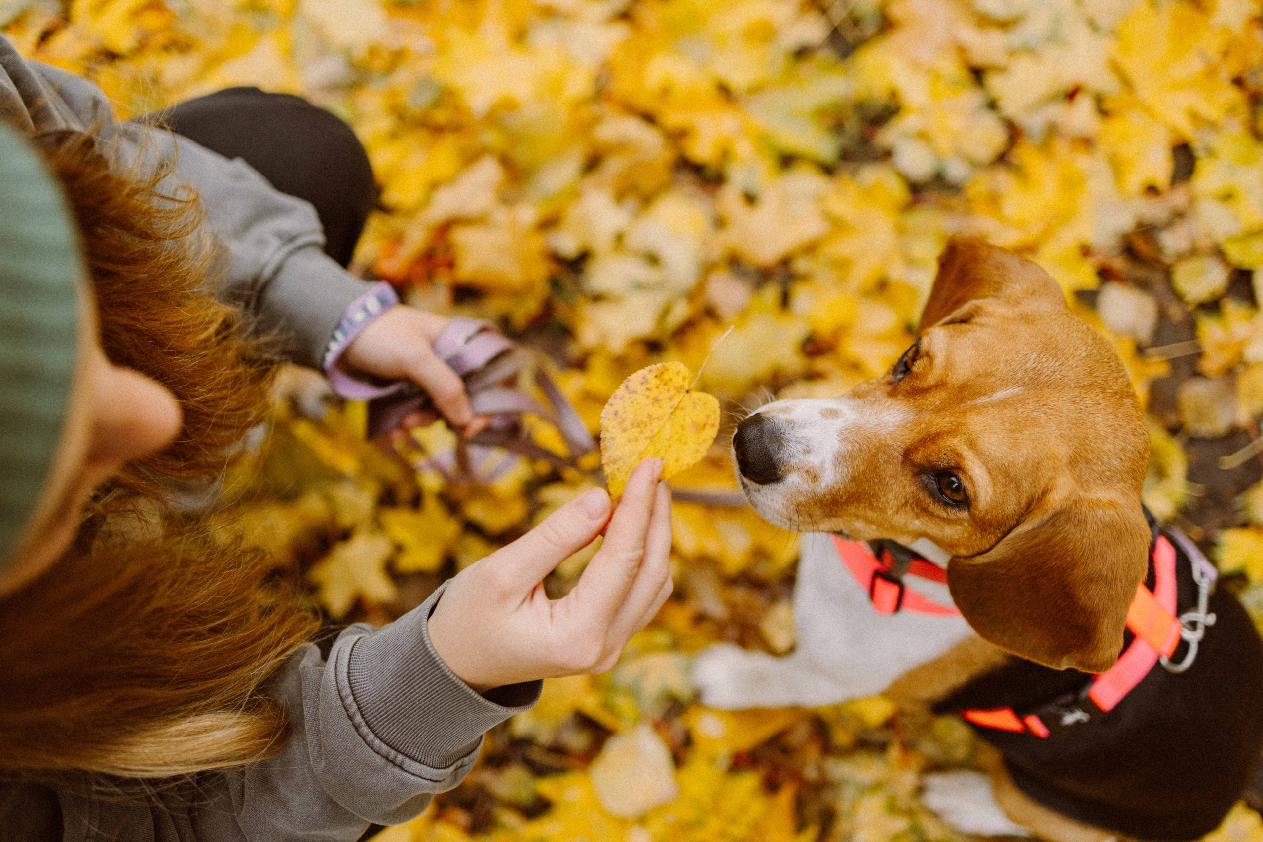 Света и Ива. Фотограф-анималист в Москве Лера Черноног