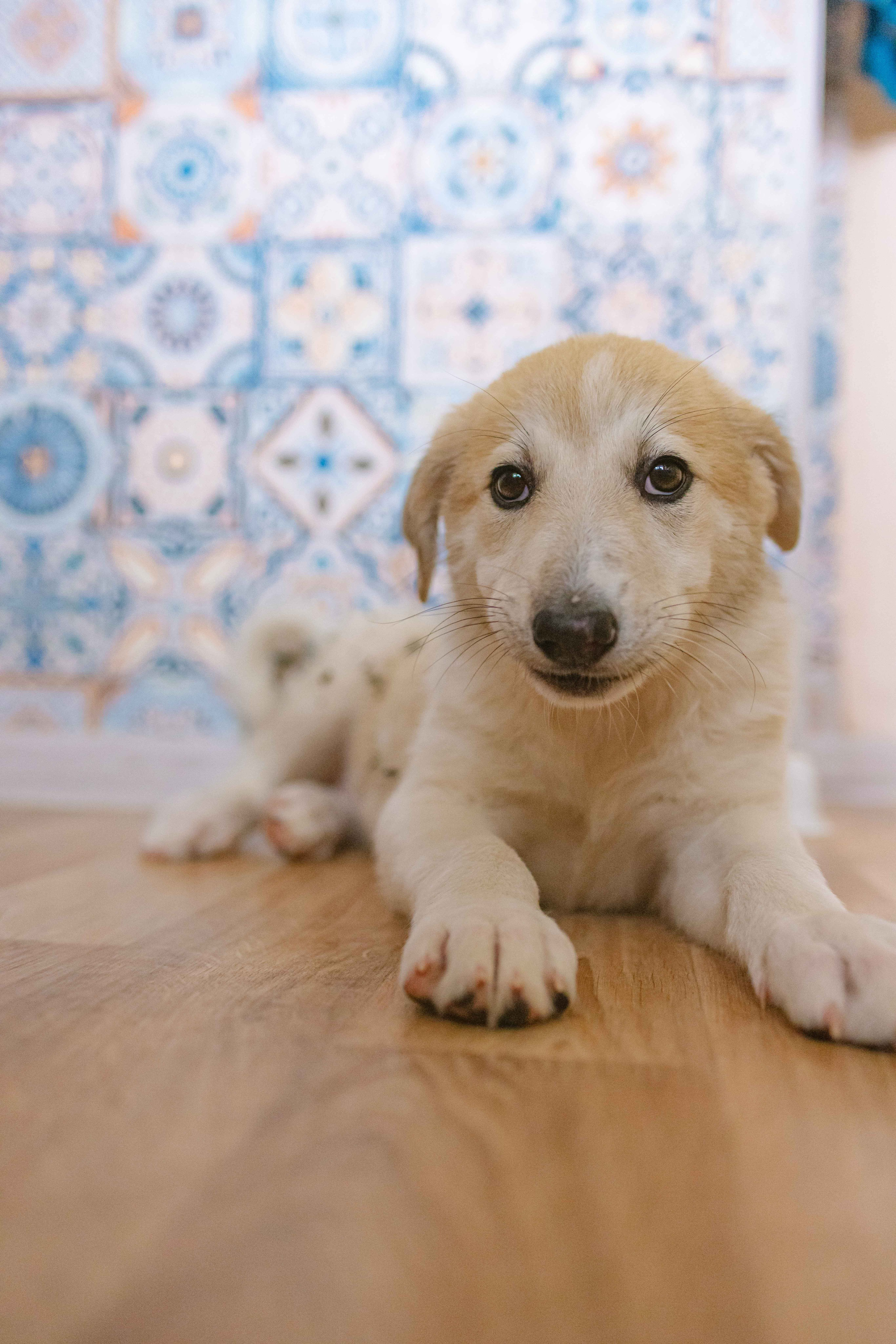 Щеночки на кухне. Фотограф-анималист в Москве Лера Черноног
