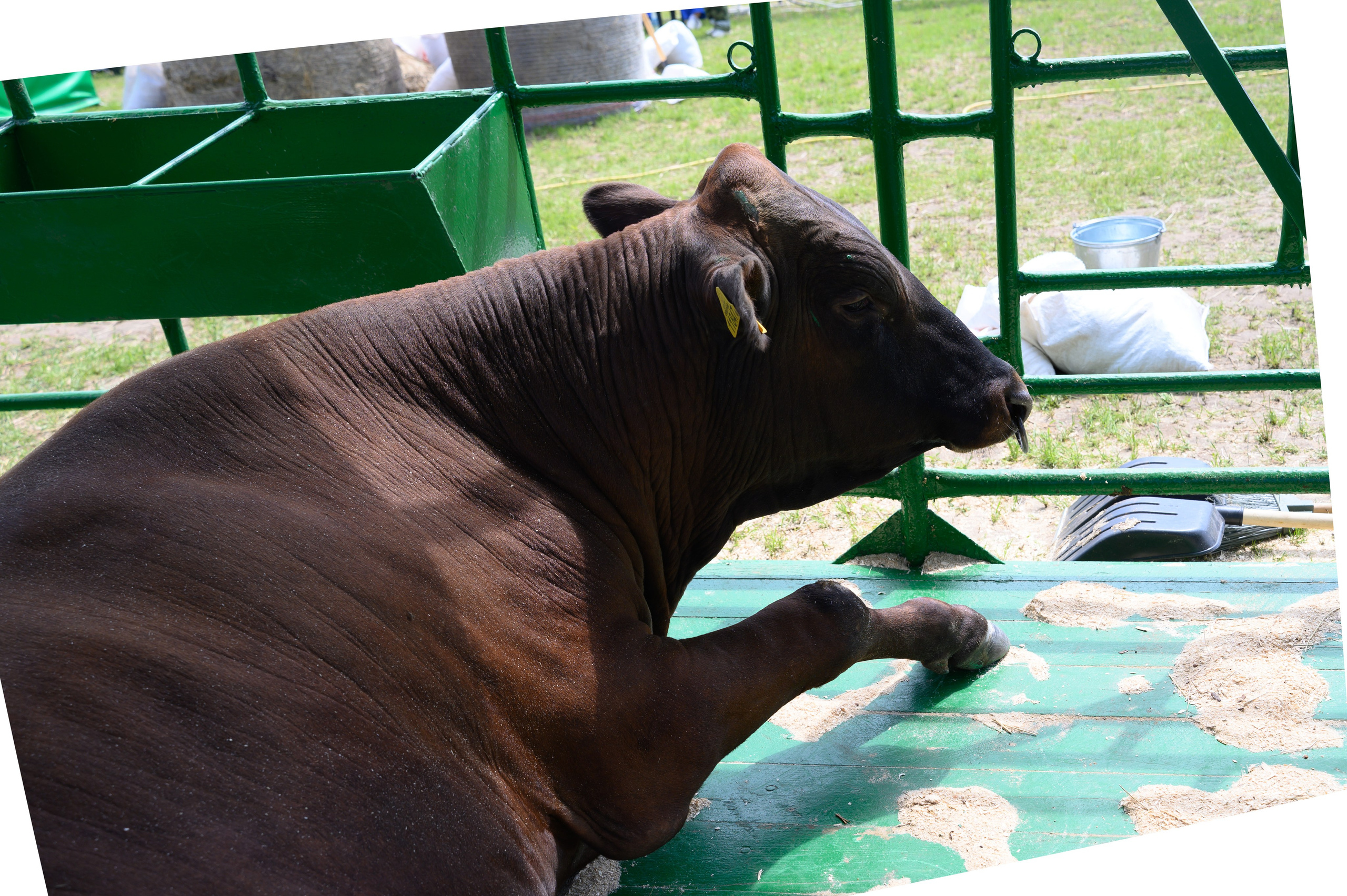 Агровыставка. Фотоуслуги, услуги фотографа, фотографирование важных событий