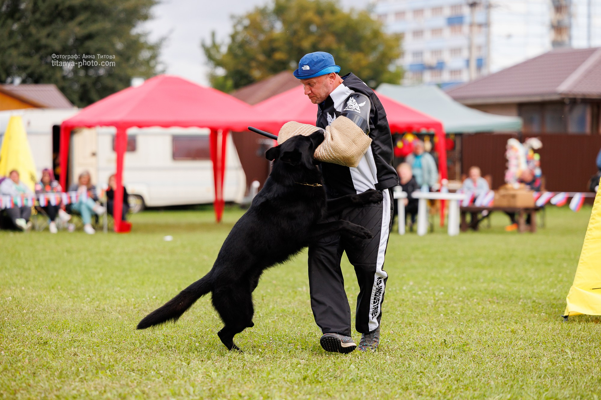 Немецкие овчарки: фото из рингов и вне ринга, мутпроба (фотографии с выставок). Фотограф собак, фотограф-анималист Аня Титова (Titanya). Москва