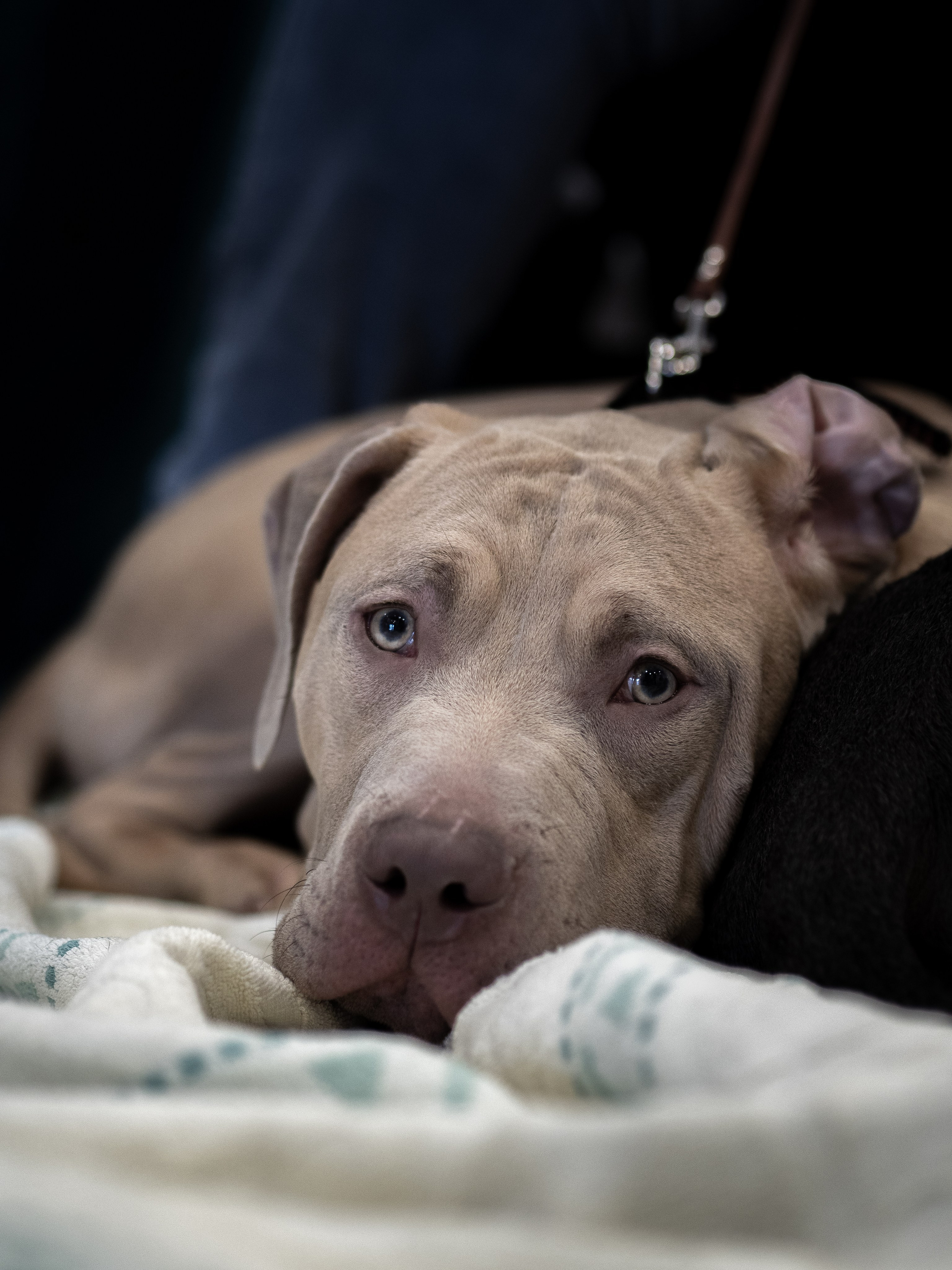 Анималистика. Сайт портфолио двух профессиональных фотографов