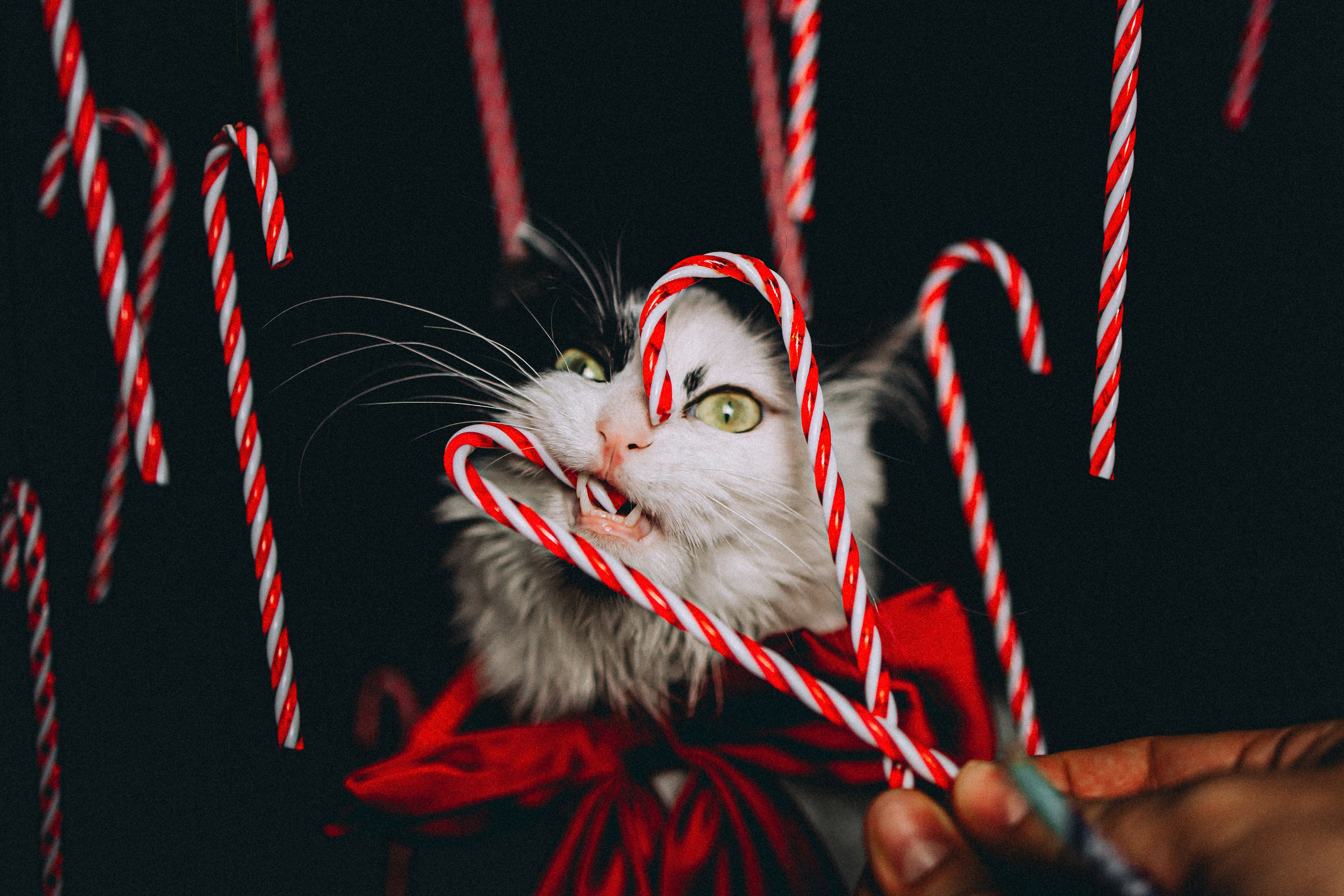 Джек, Бет и Кову