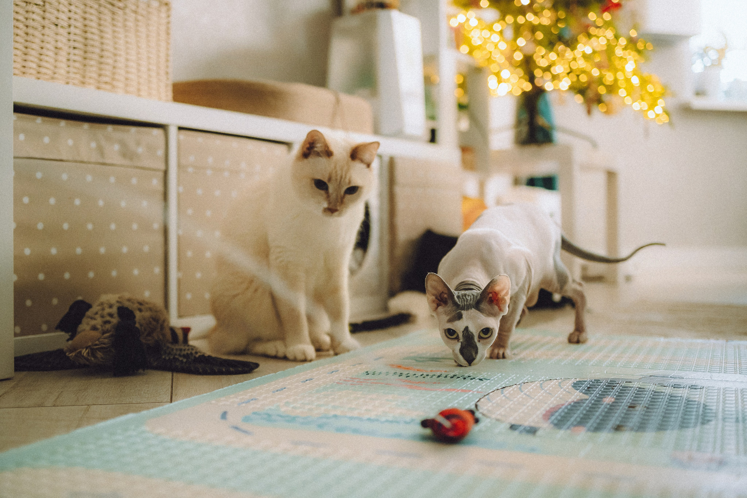 Топик и его семья