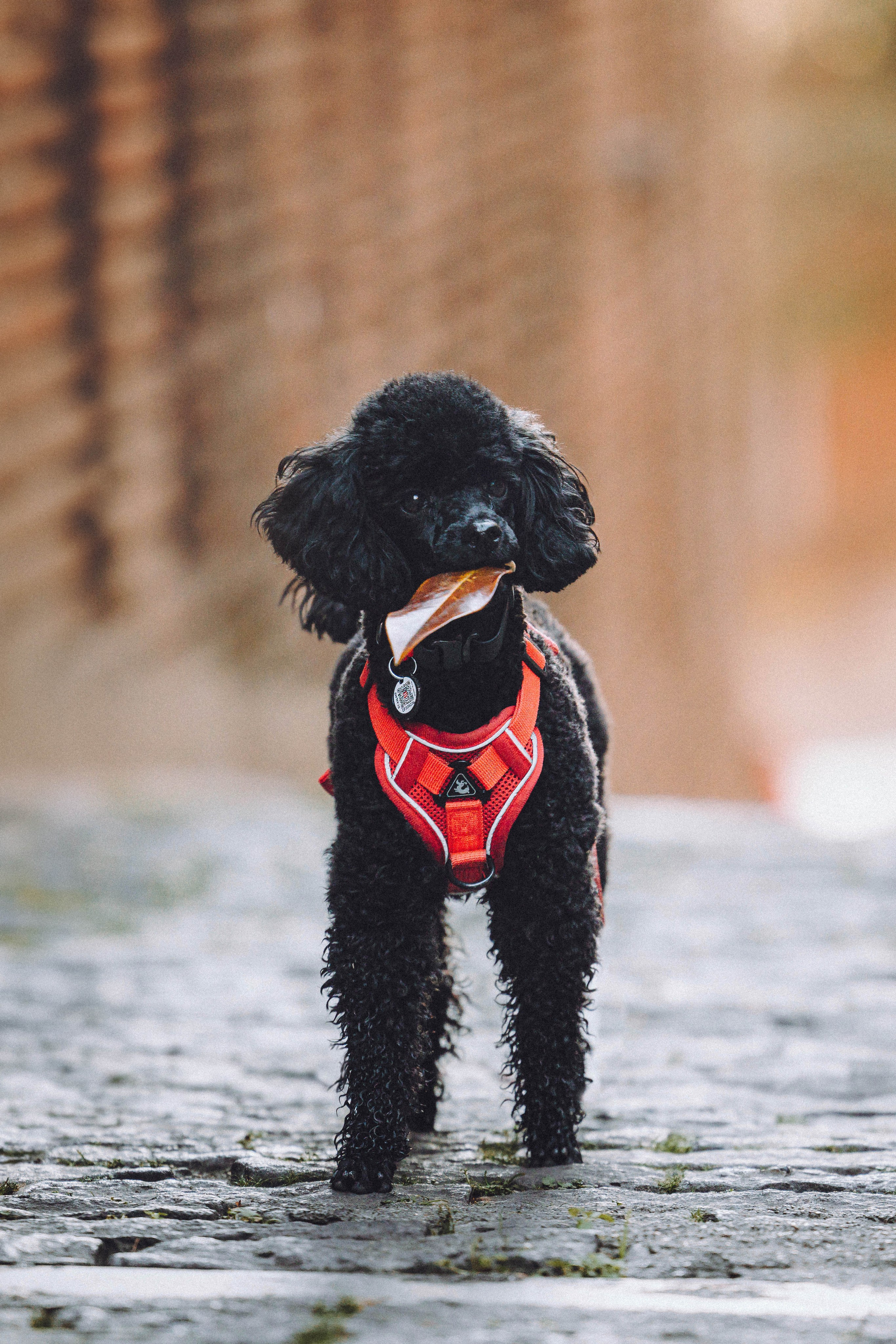 Игнат, Даша и Бэтти