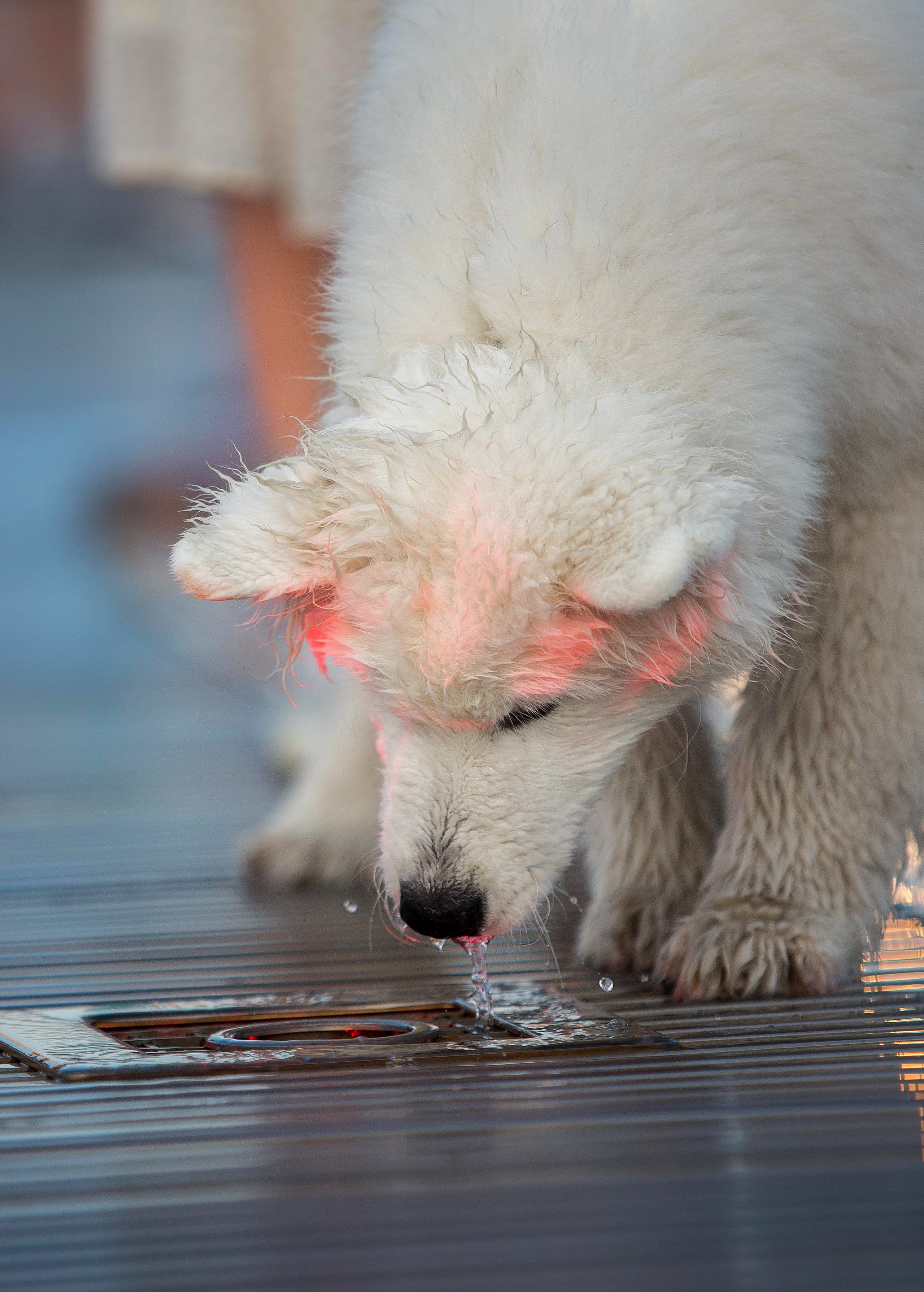 Анастасия, Евгений и самоед Ройс. Https://moshkovaphoto.ru/