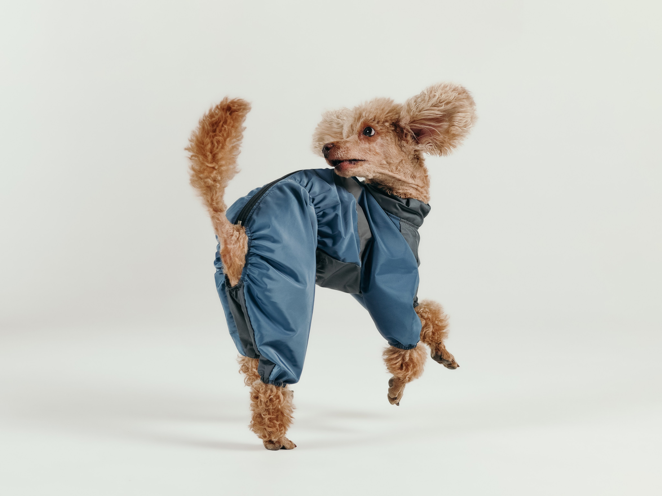 Для брендов. Фотограф- анималист Санкт-Петербург