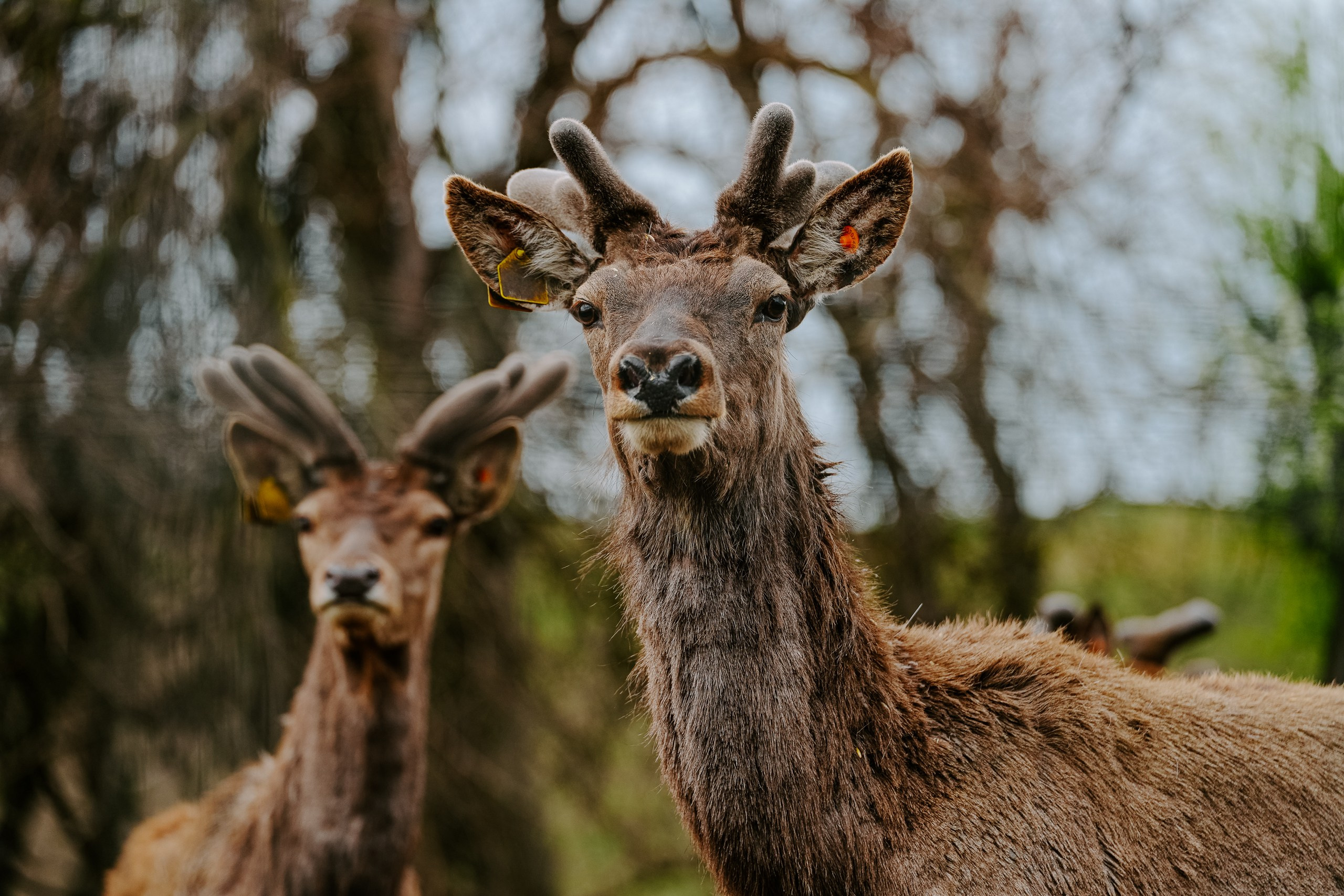 Animals. Николай Филиппов Event & Concert Photographer Москвf