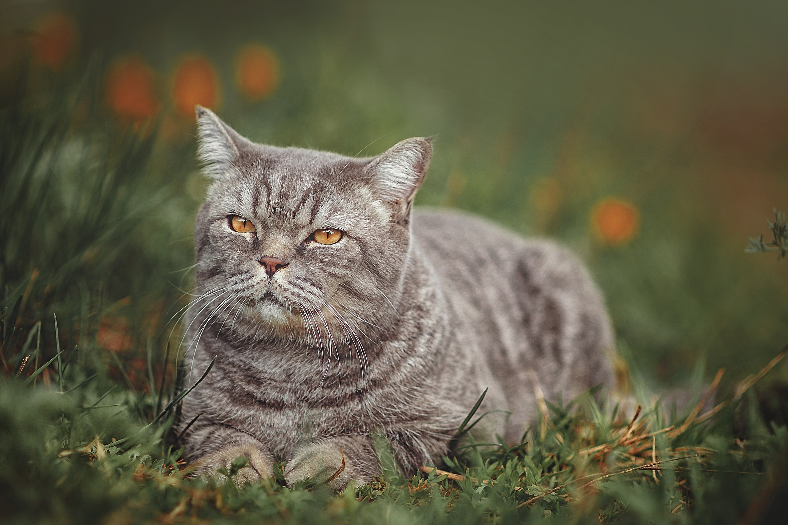Фотосессия животных в Ижевских, фотограф животных. Детский, семейный фотограф в Ижевске и Москве Аксинья Лысенкова ADEN