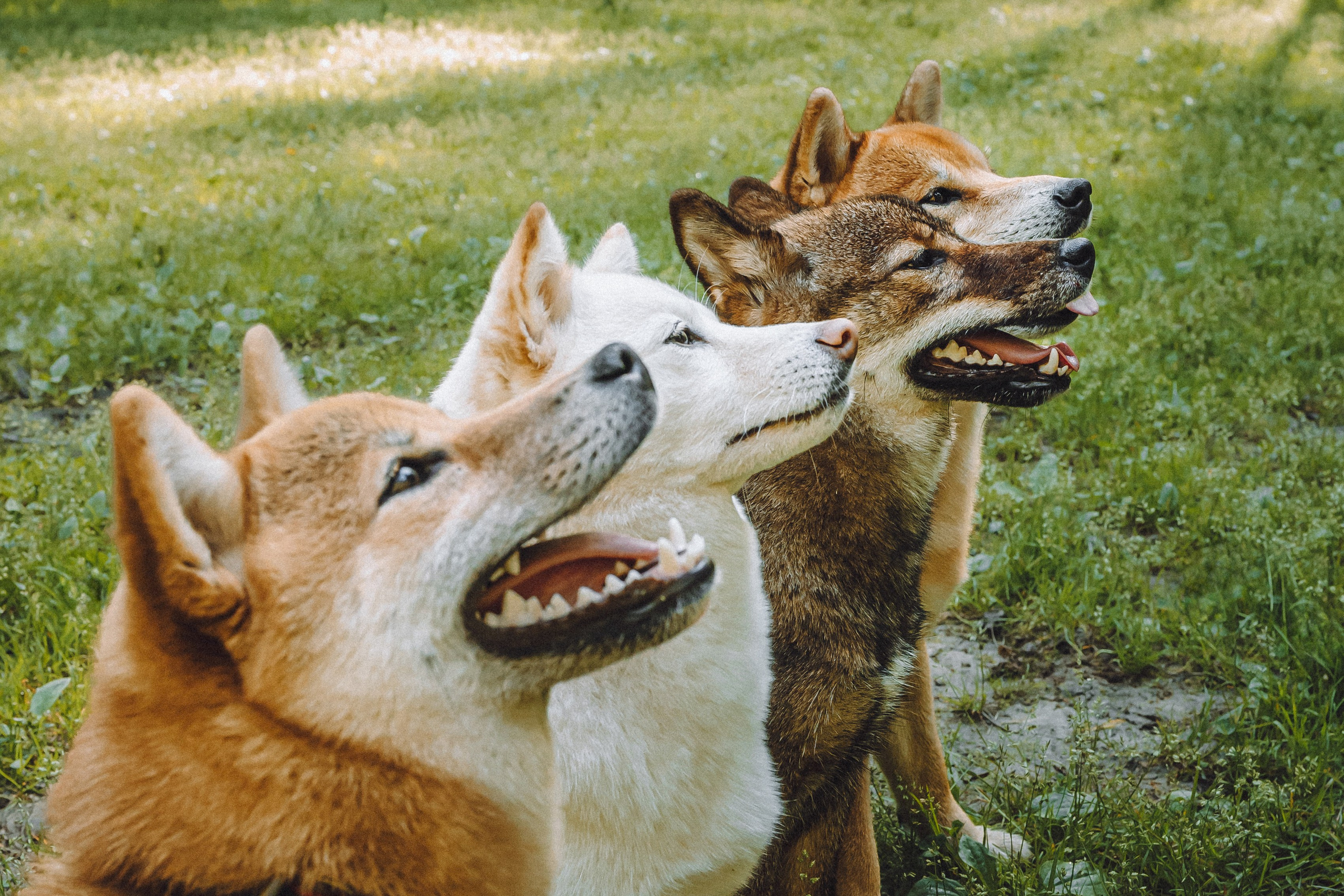 Шед, Цири, Чиби, Цера и их семья