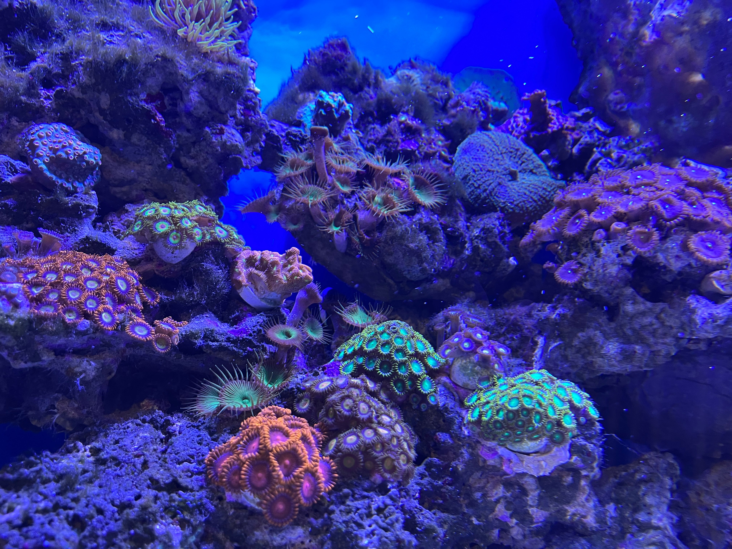 Морские аквариумы. Портфолио Максима Ерёмина. Аквариумист Максим Ерёмин. Aqua Maxim