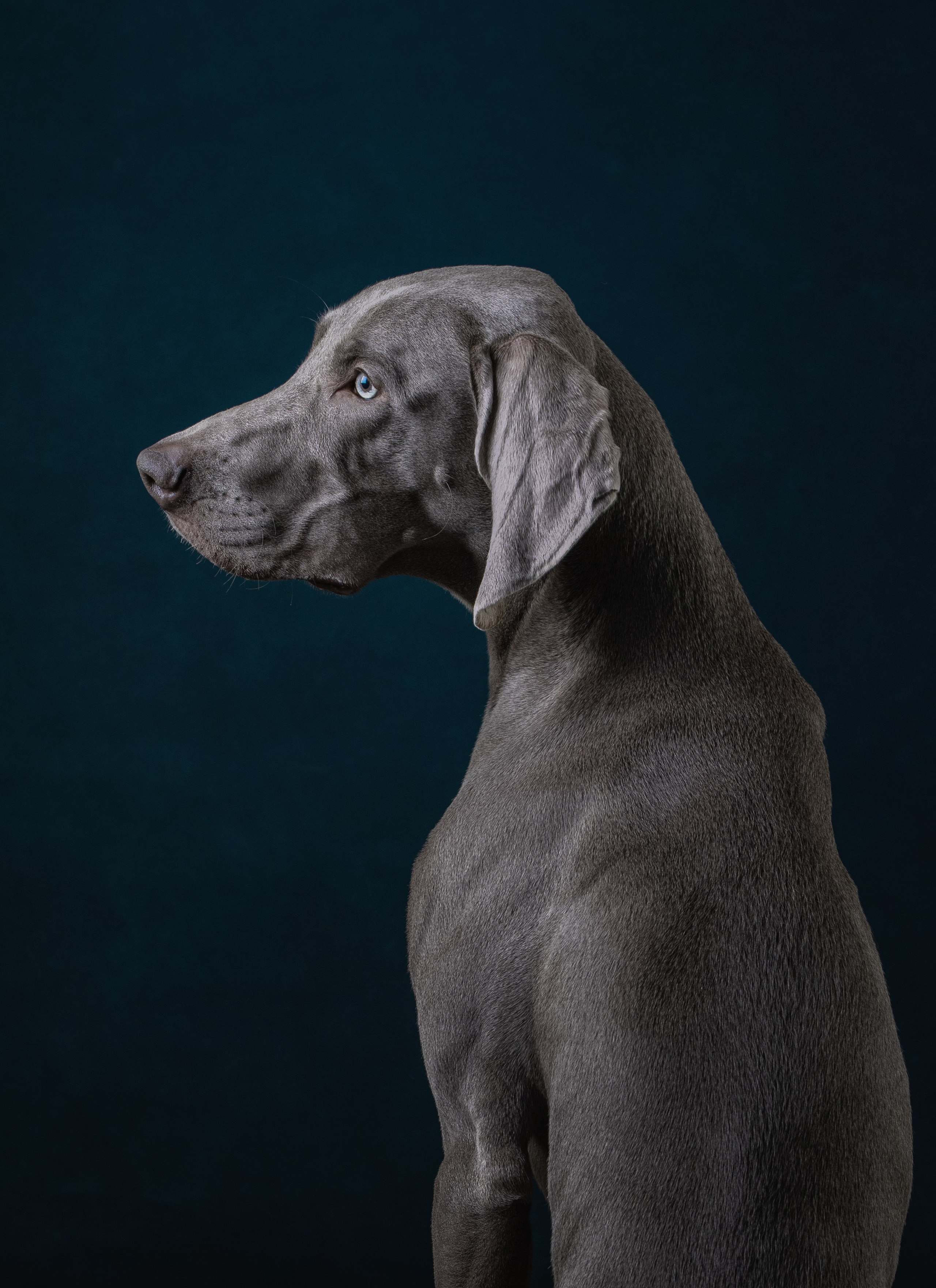 Студийная съемка веймаранера. Фотограф-анималист Юлия Зубкова