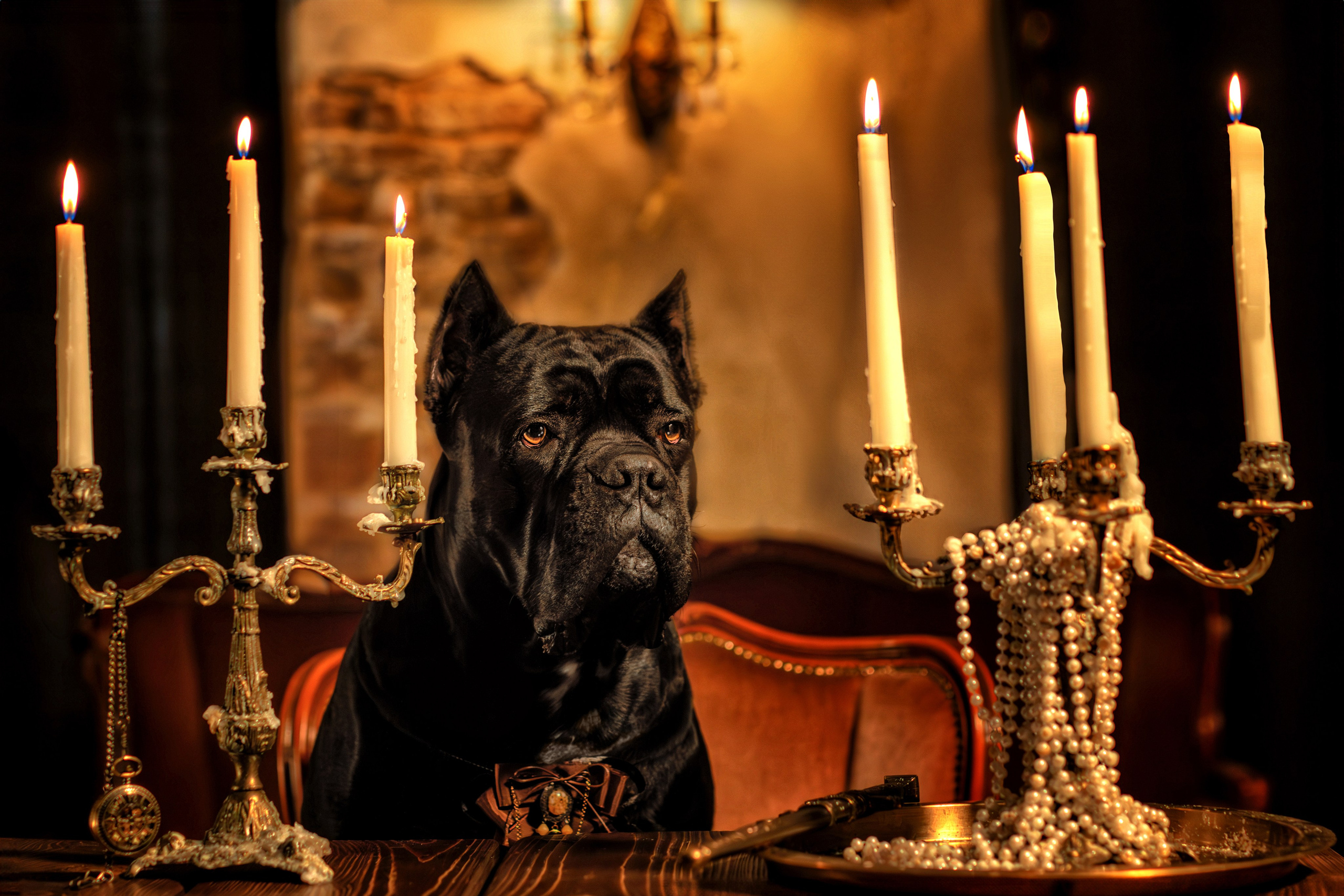 Собаки. Фотограф-анималист Юлия Зубкова