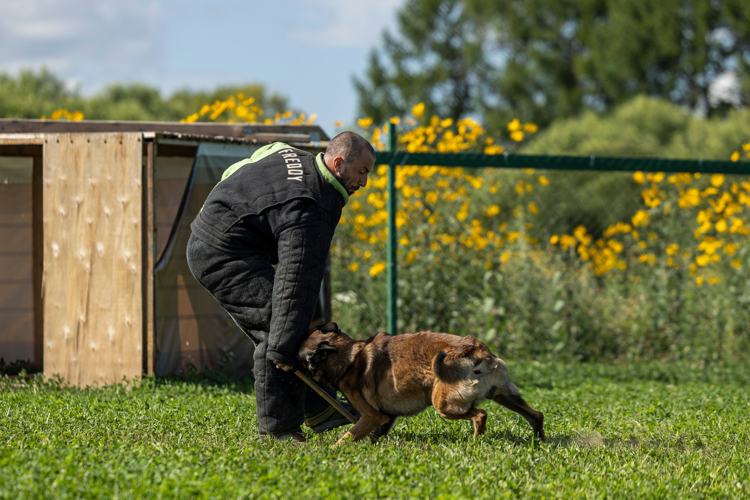 Соревнования по Мондьорингу г. Вологда 10-11.08.2024. Фотограф-анималист Анна Маринич